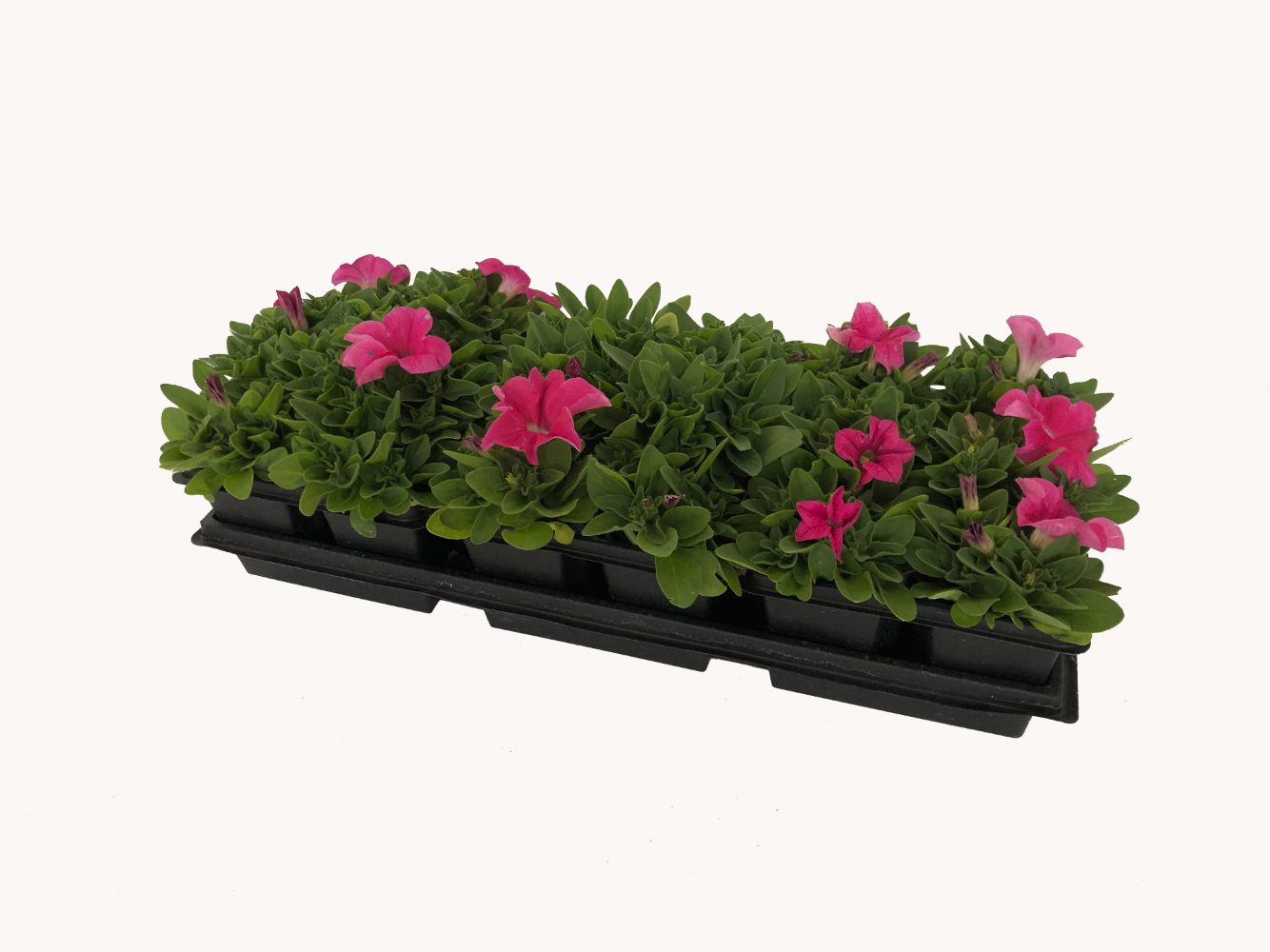 Petunia (Cell Pack)