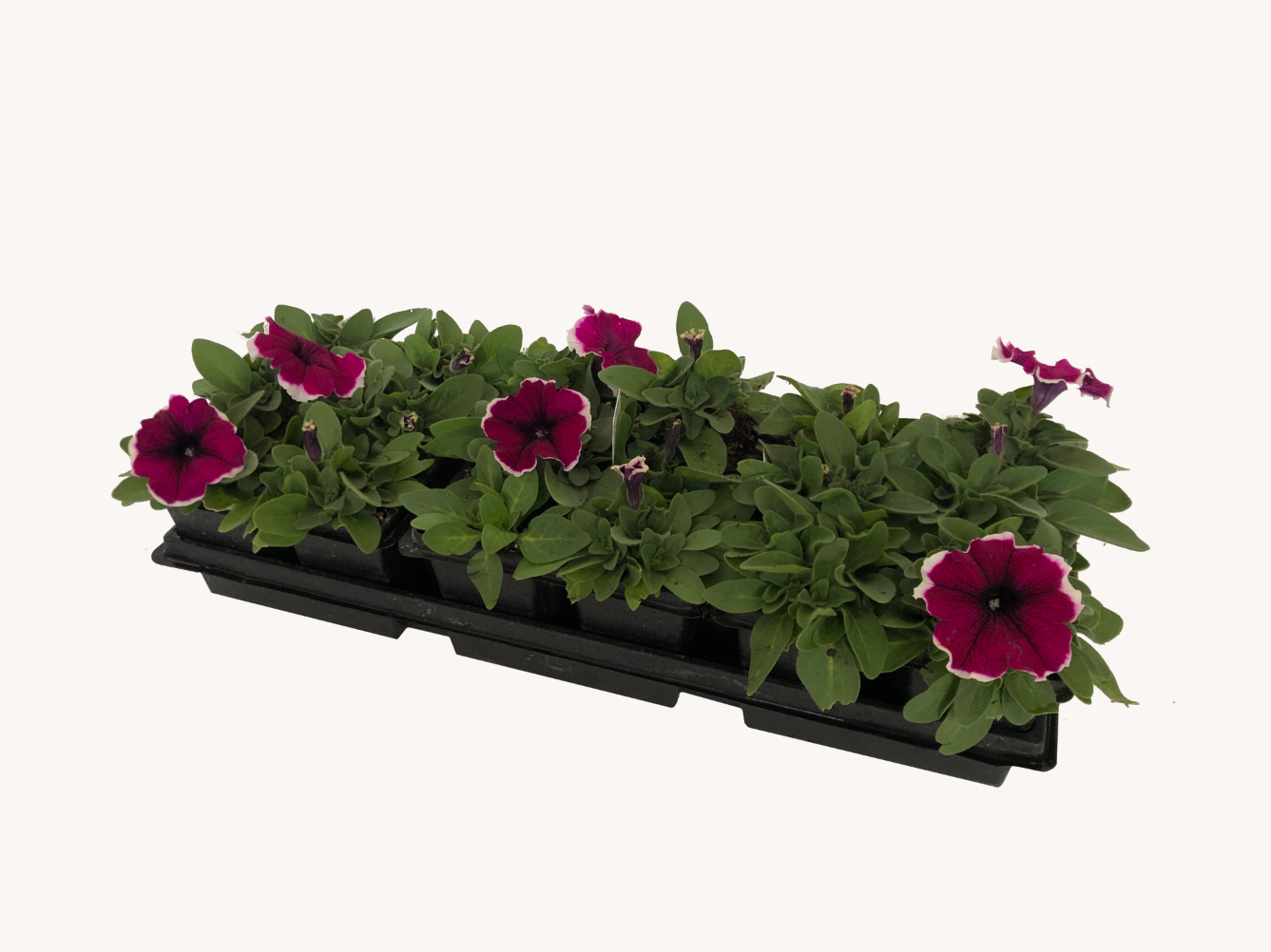 Petunia (Cell Pack)