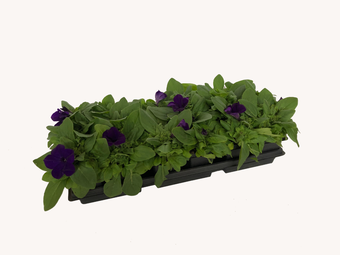 Petunia (Cell Pack)