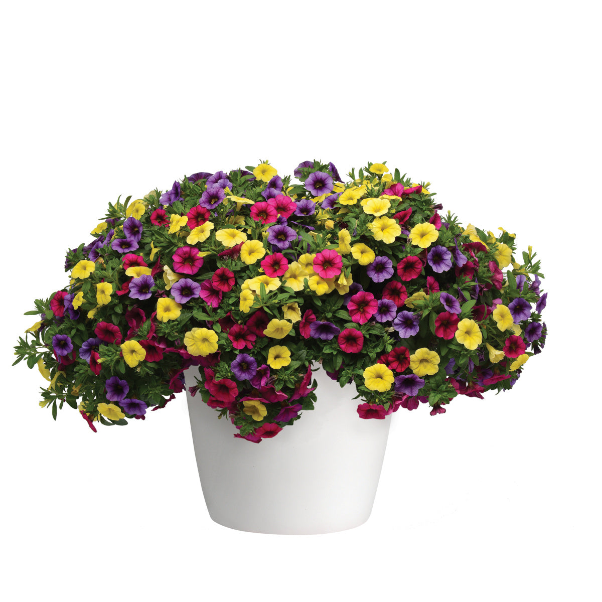 Calibrachoa Multi-Colour (6" Pot) 2 Pack
