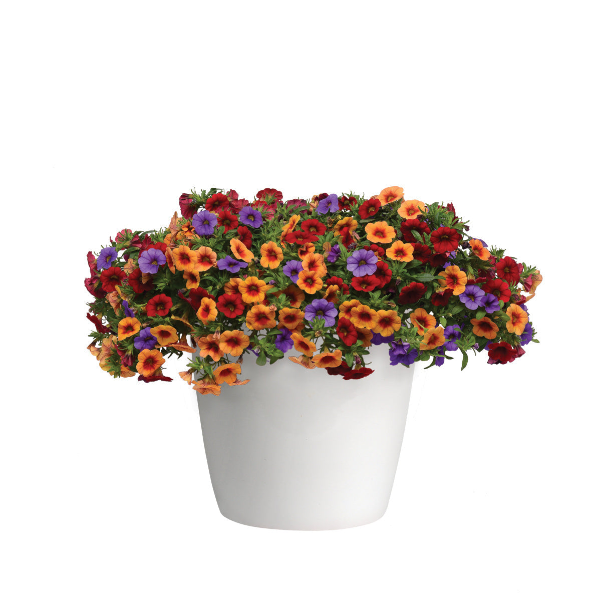 Calibrachoa Multi-Colour (6" Pot) 2 Pack