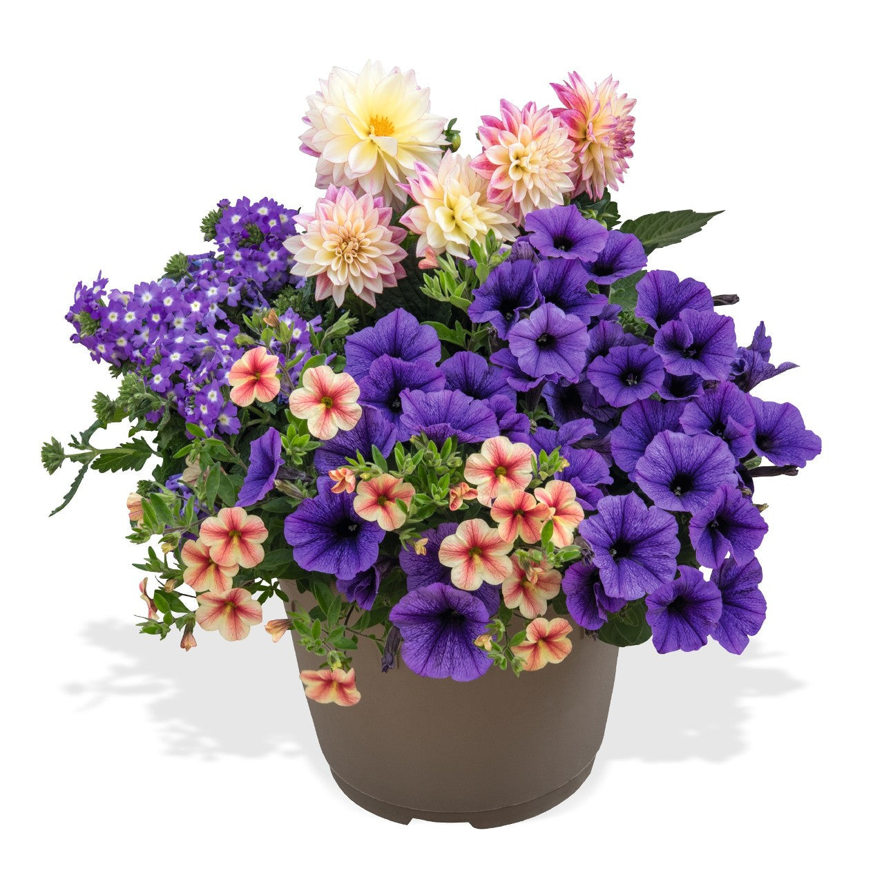 Mixed Planter (12" Pot)