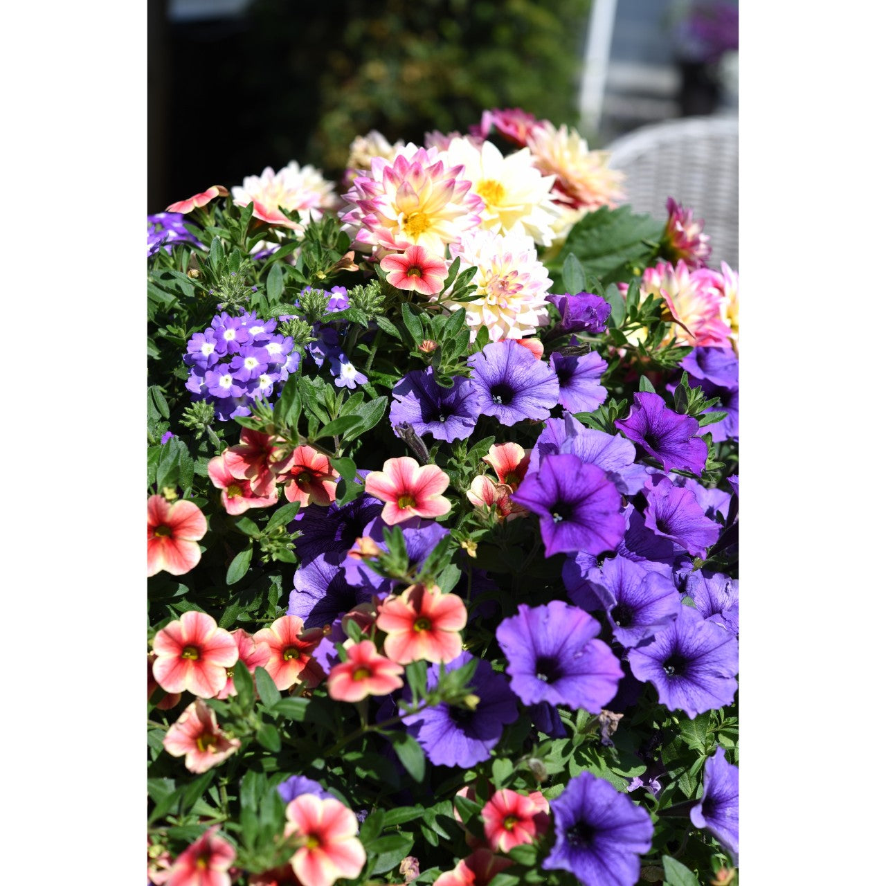 Mixed Planter (12" Pot)