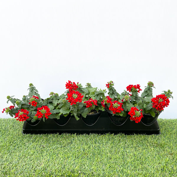 Verbena (4" Pot)  5 Pack