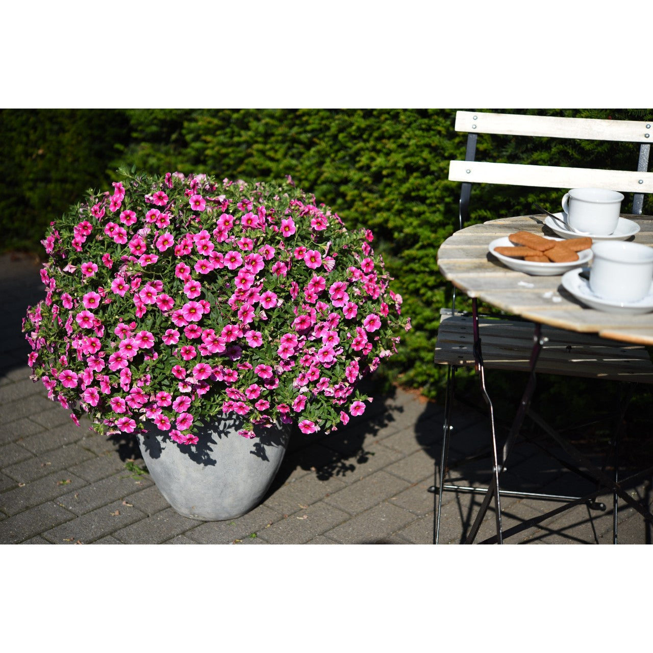 Calibrachoa (4" Pot)  5 Pack