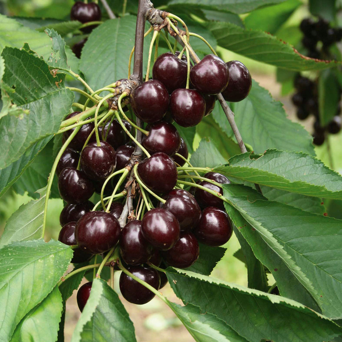 Cherry (2 Gal)
