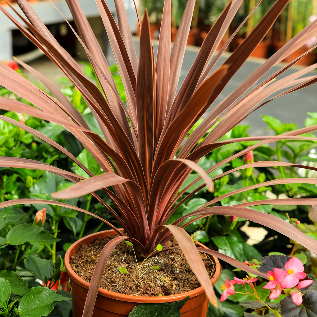 Cordyline (6" Pot) 2 Pack