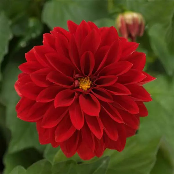 Dahlia (4" Pot)  5 Pack