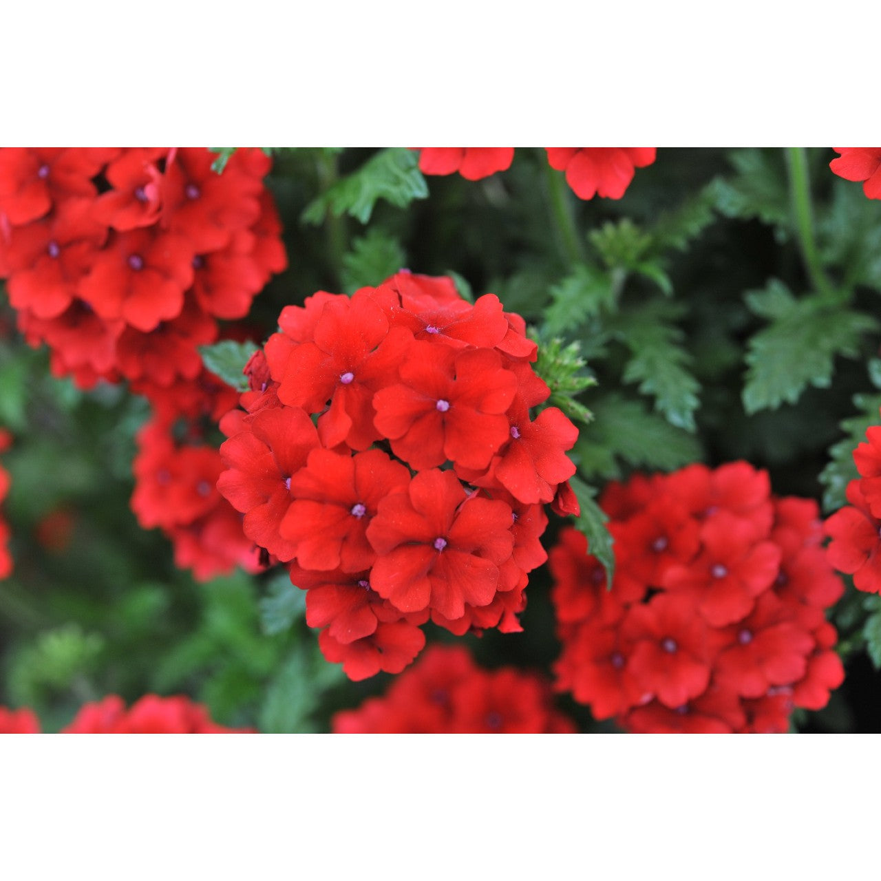 Verbena (4" Pot)  5 Pack