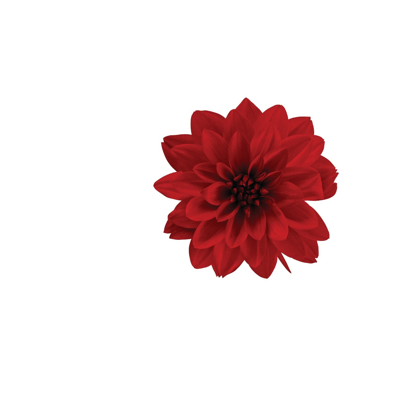 Dahlia (6" Pot) 2 Pack