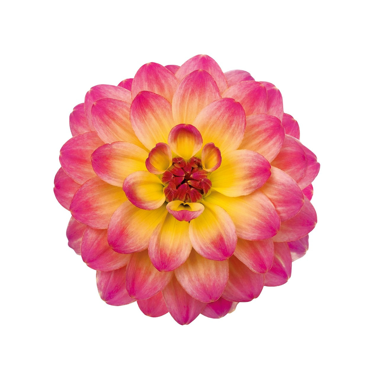 Dahlia (6" Pot) 2 Pack