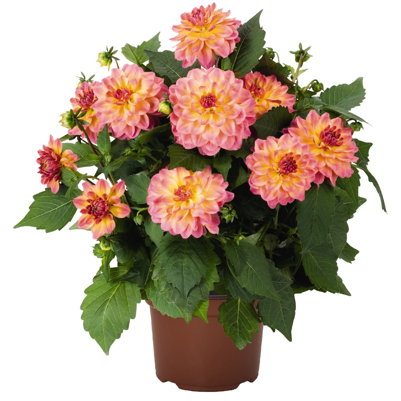 Dahlia (6" Pot) 2 Pack
