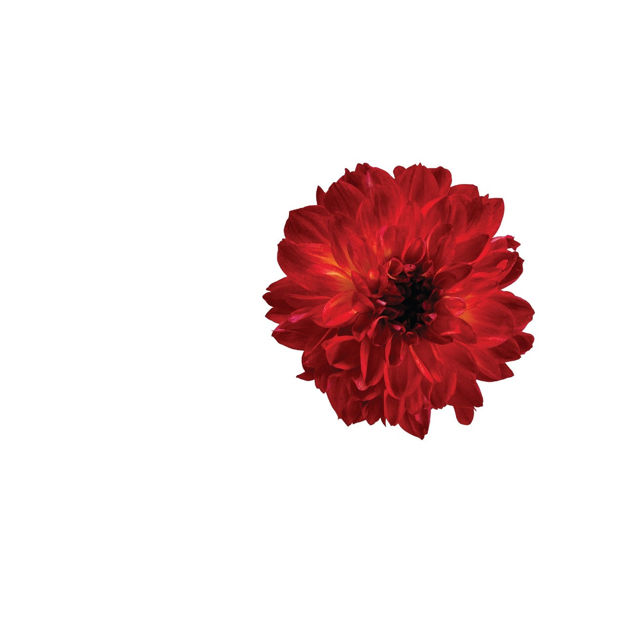 Dahlia (6" Pot) 2 Pack