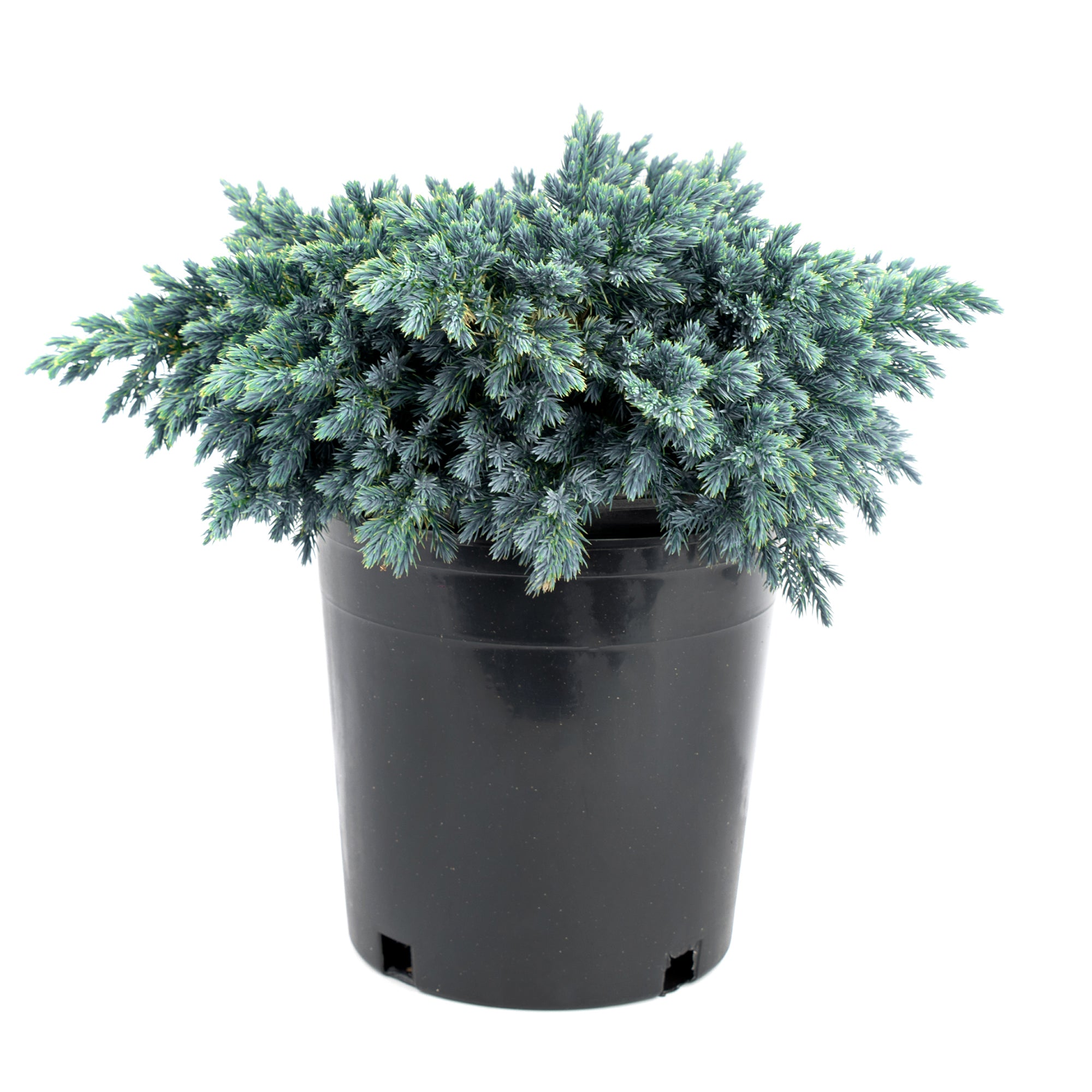 Juniper (2 Gal)