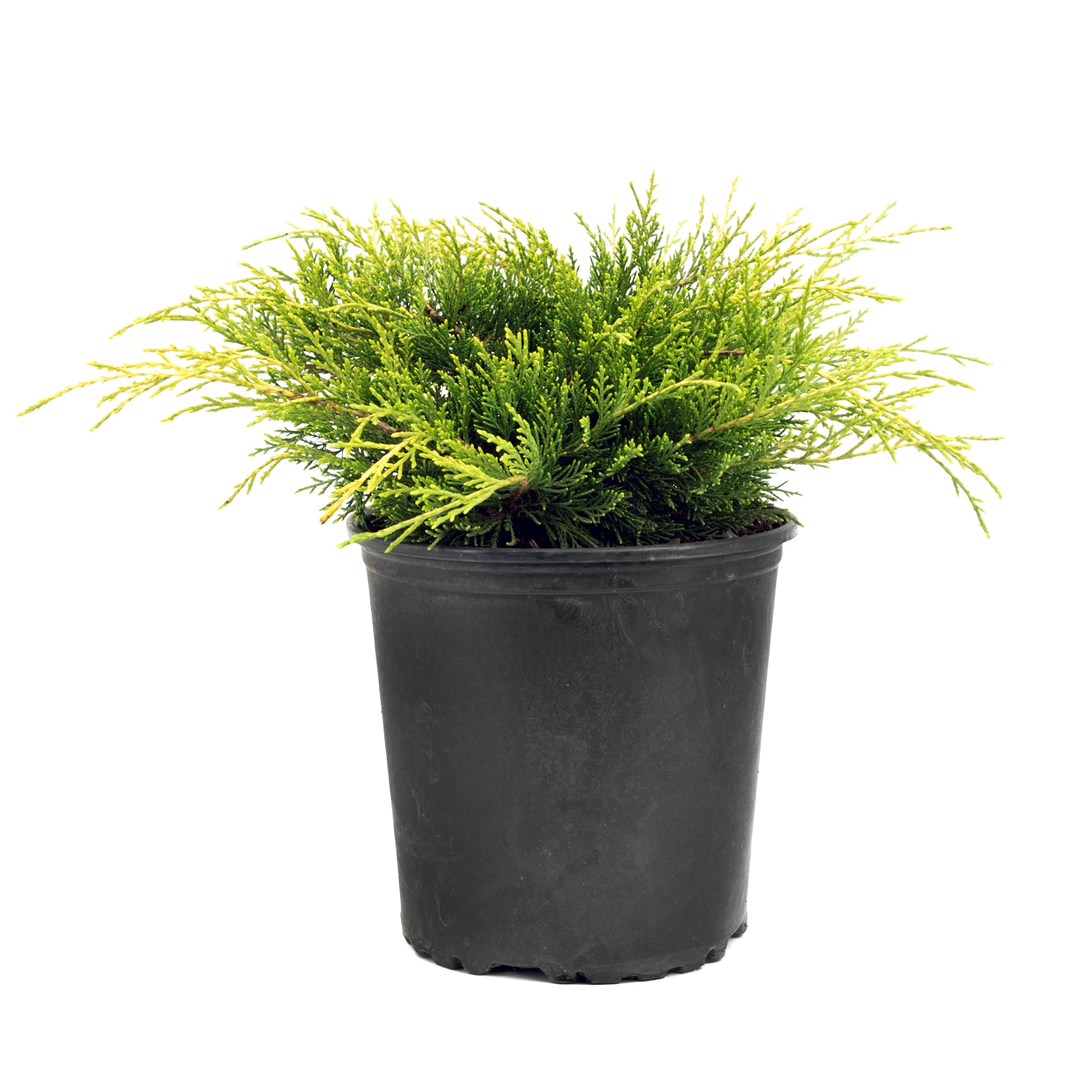 Juniper (2 Gal)