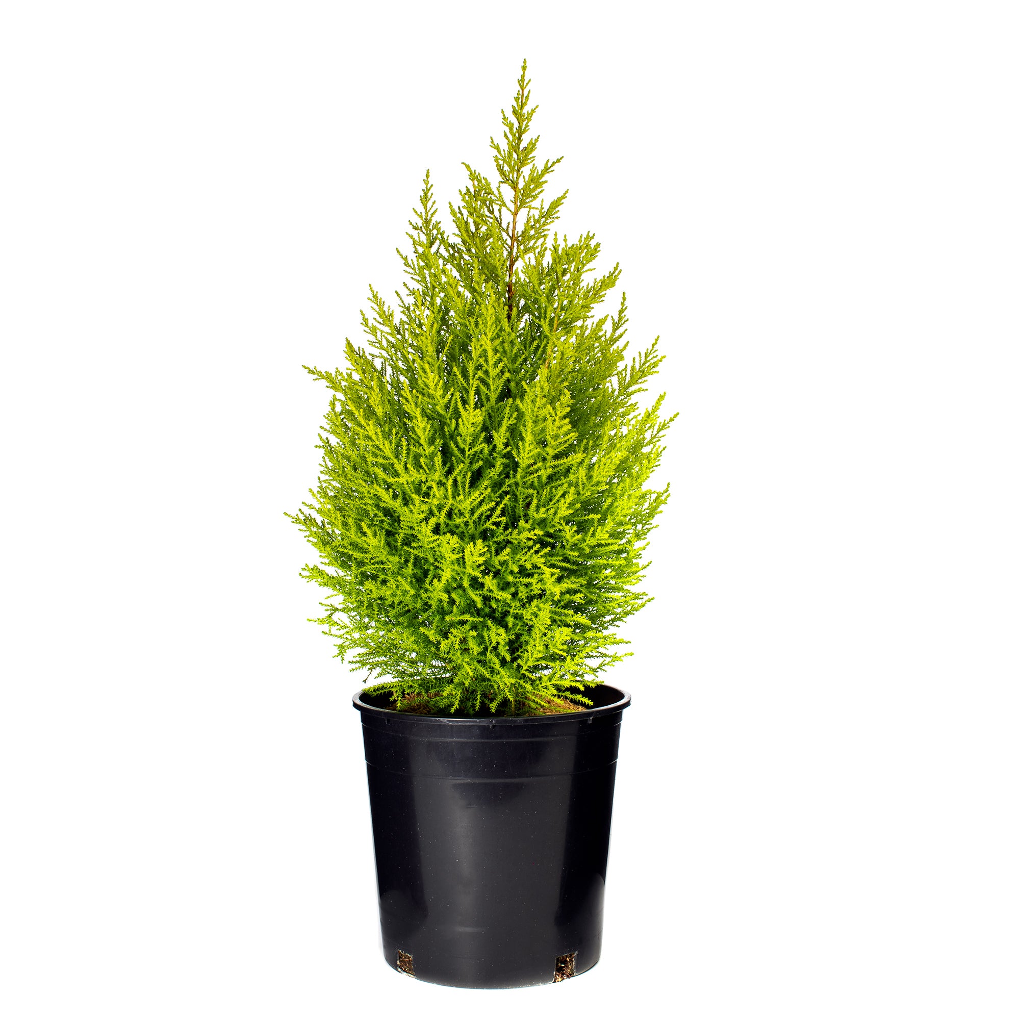 Lemon Cypress (2 Gal)