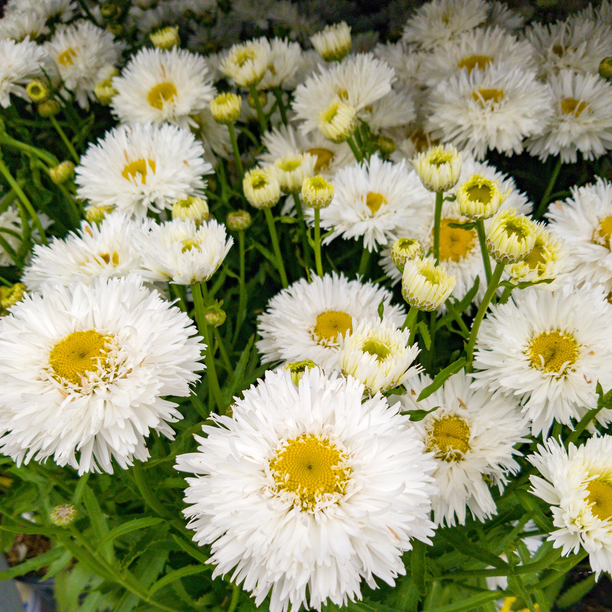 Leucanthemum (Shasta Daisy) (2 Gal)