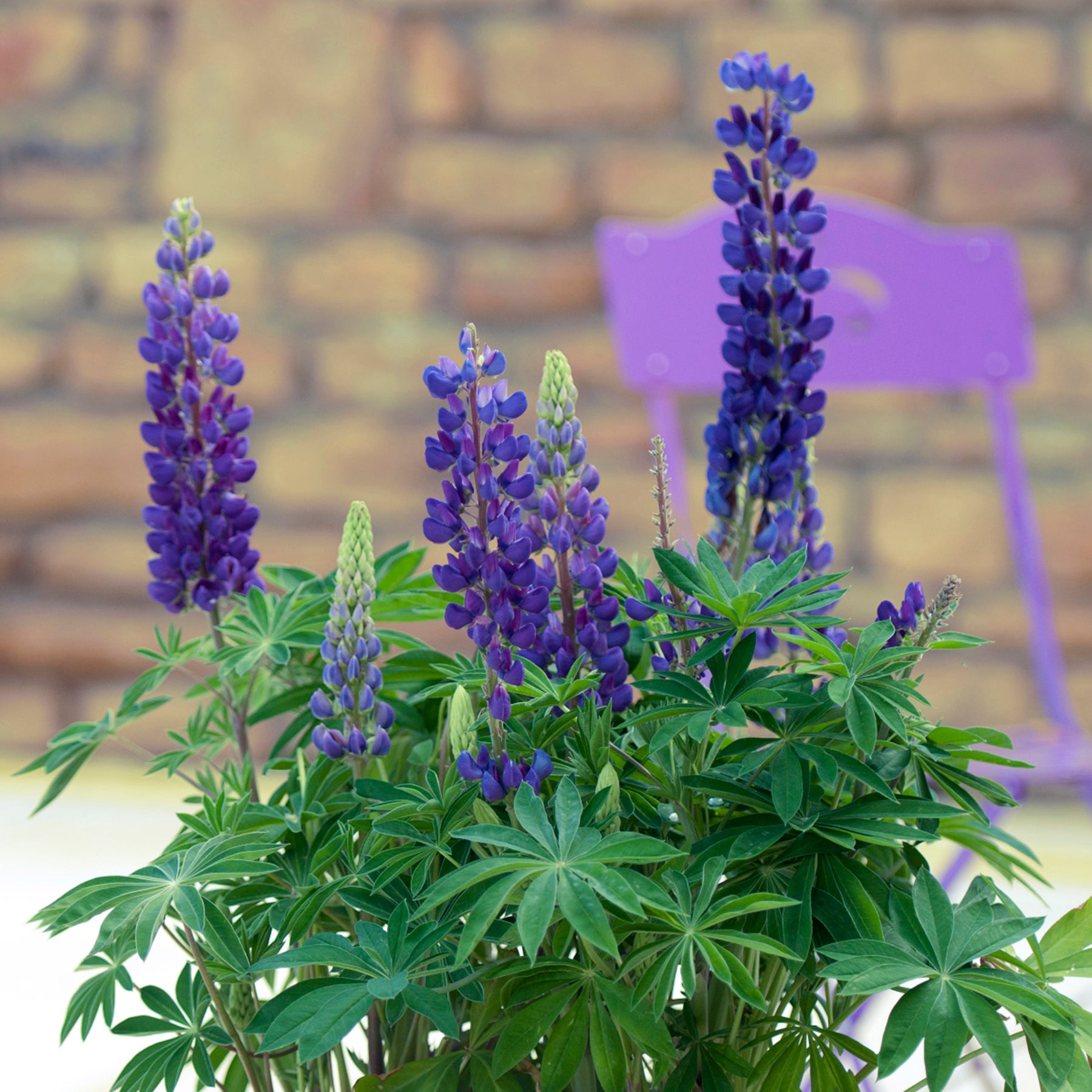 Lupine (2 Gal)