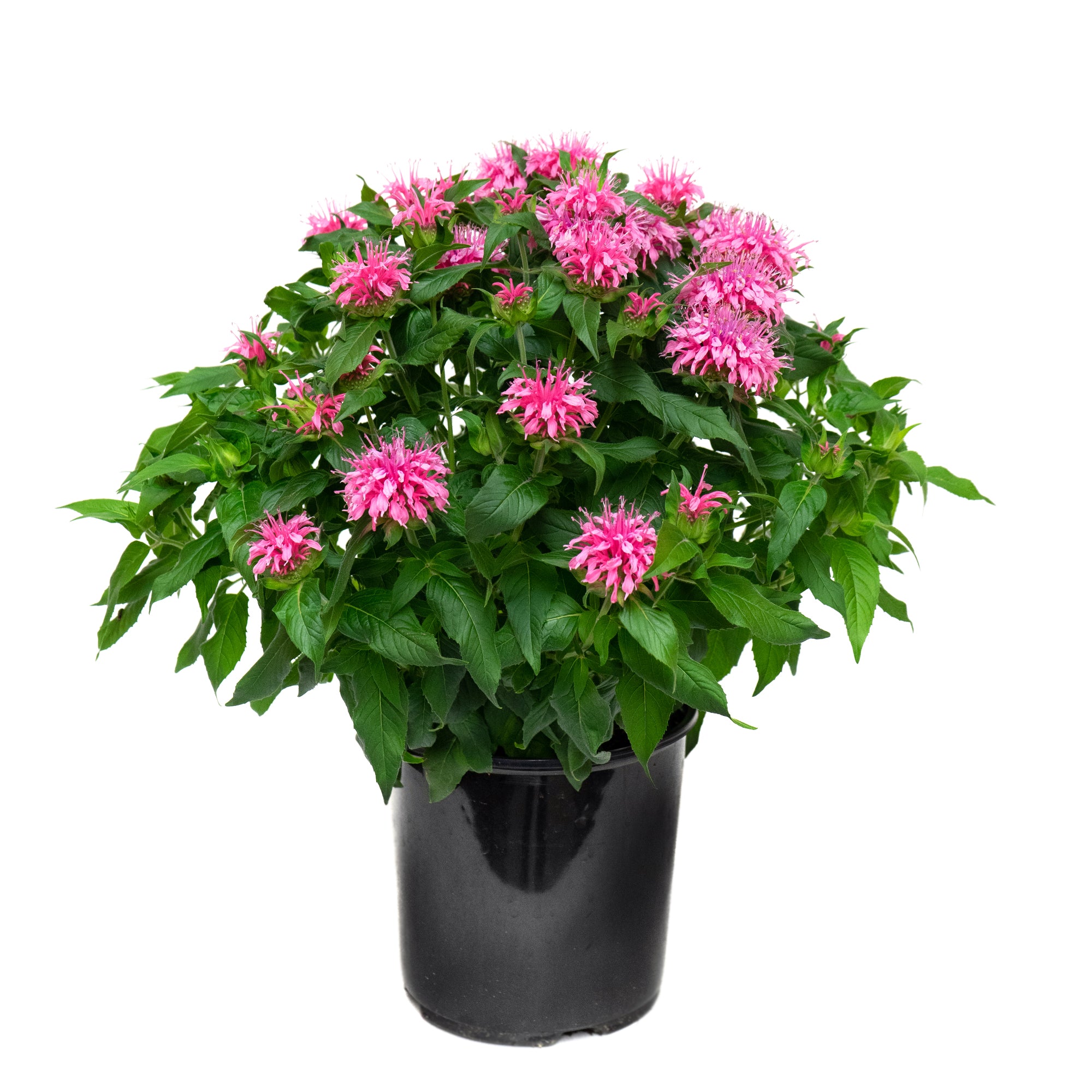 Monarda (2 Gal)