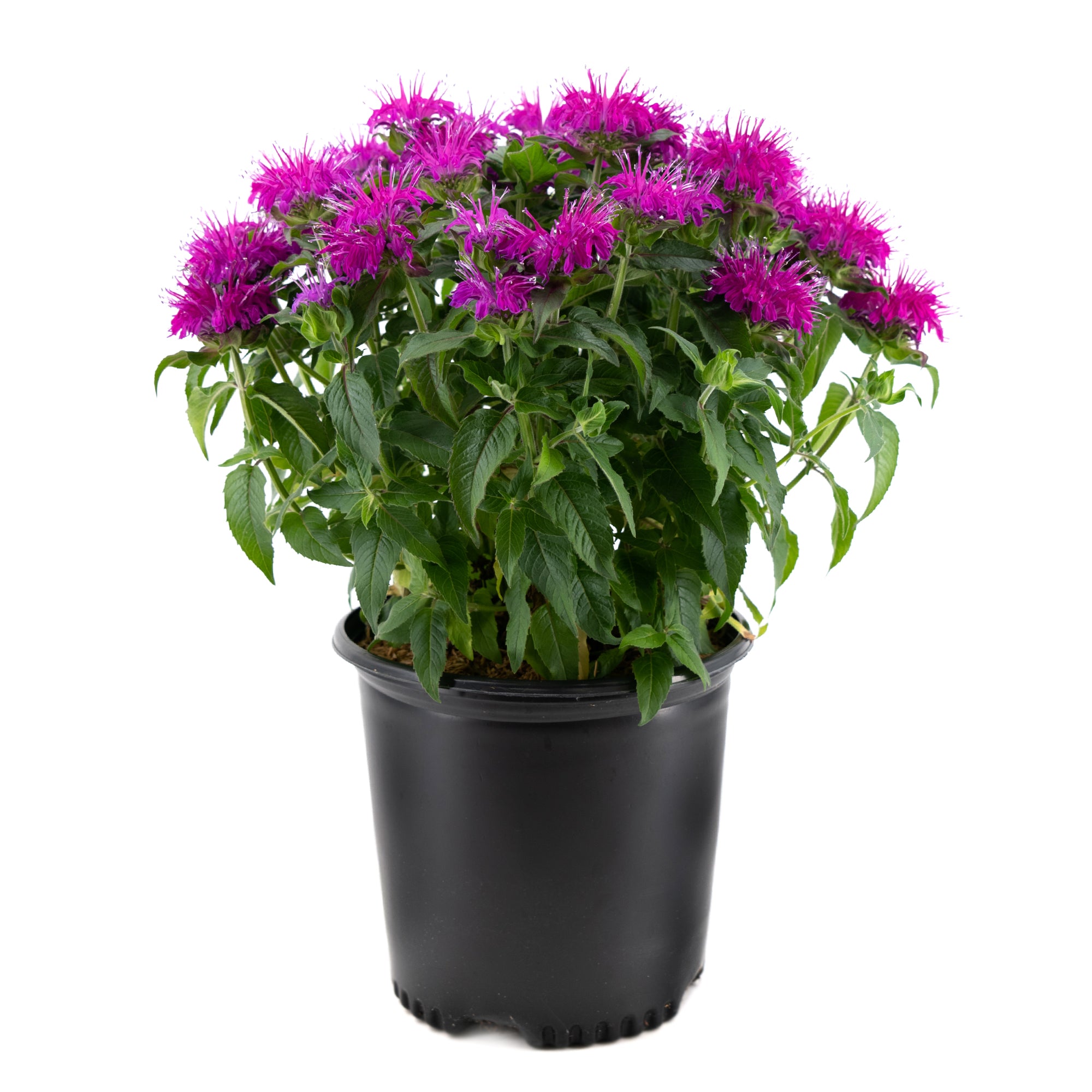 Monarda (2 Gal)