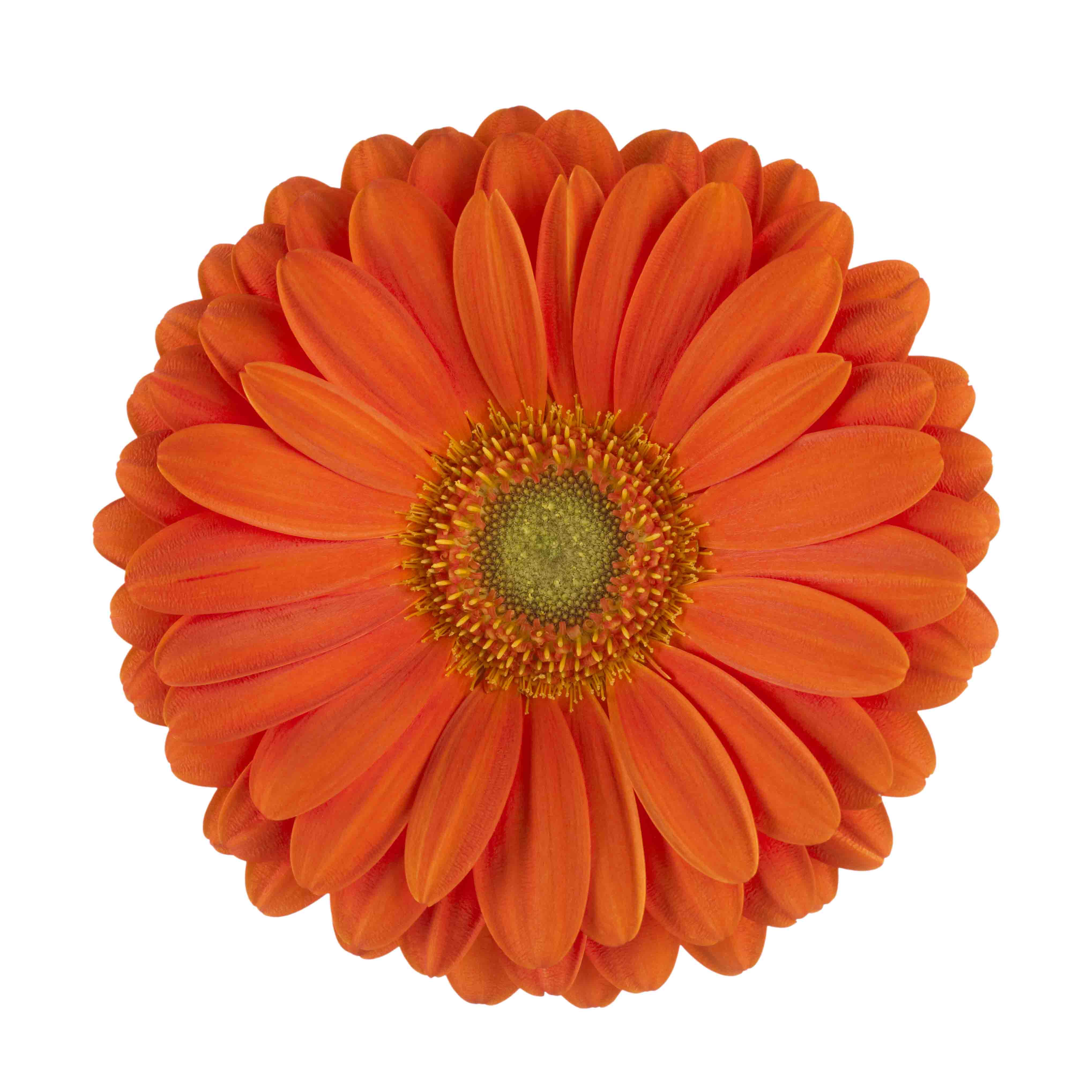 Gerbera (6" Pot) 2 Pack