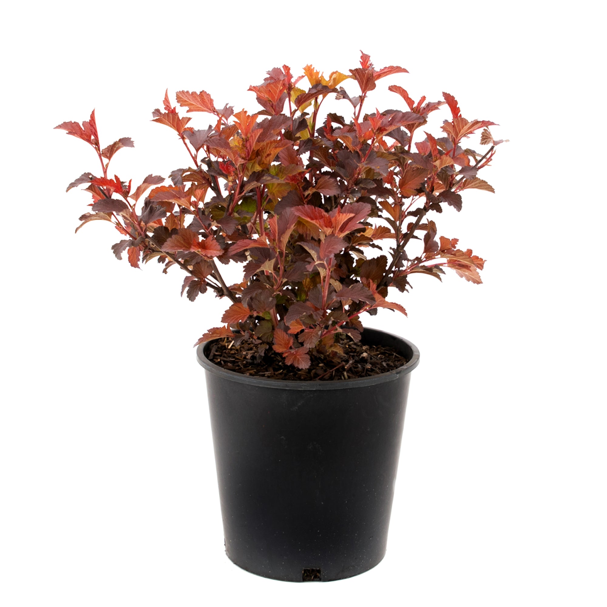 Physocarpus Ninebark (2 Gal)