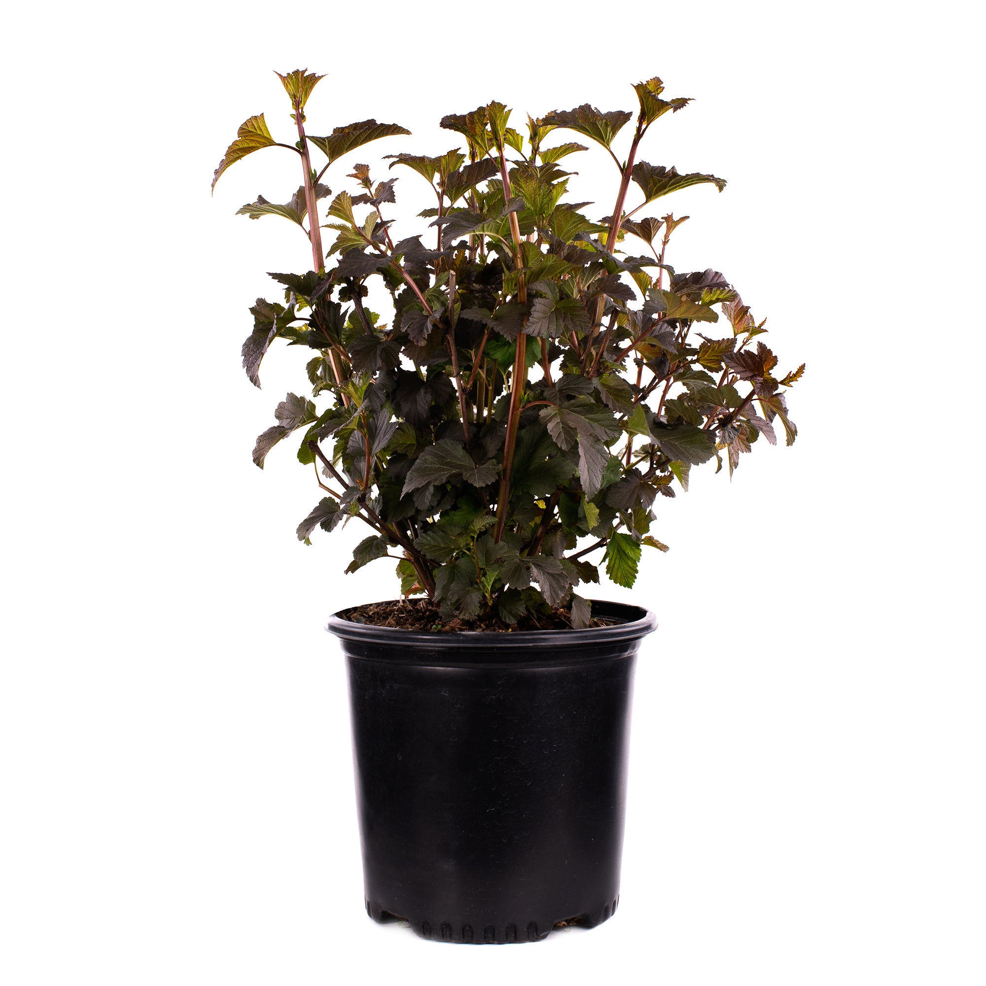 Physocarpus Ninebark (2 Gal)