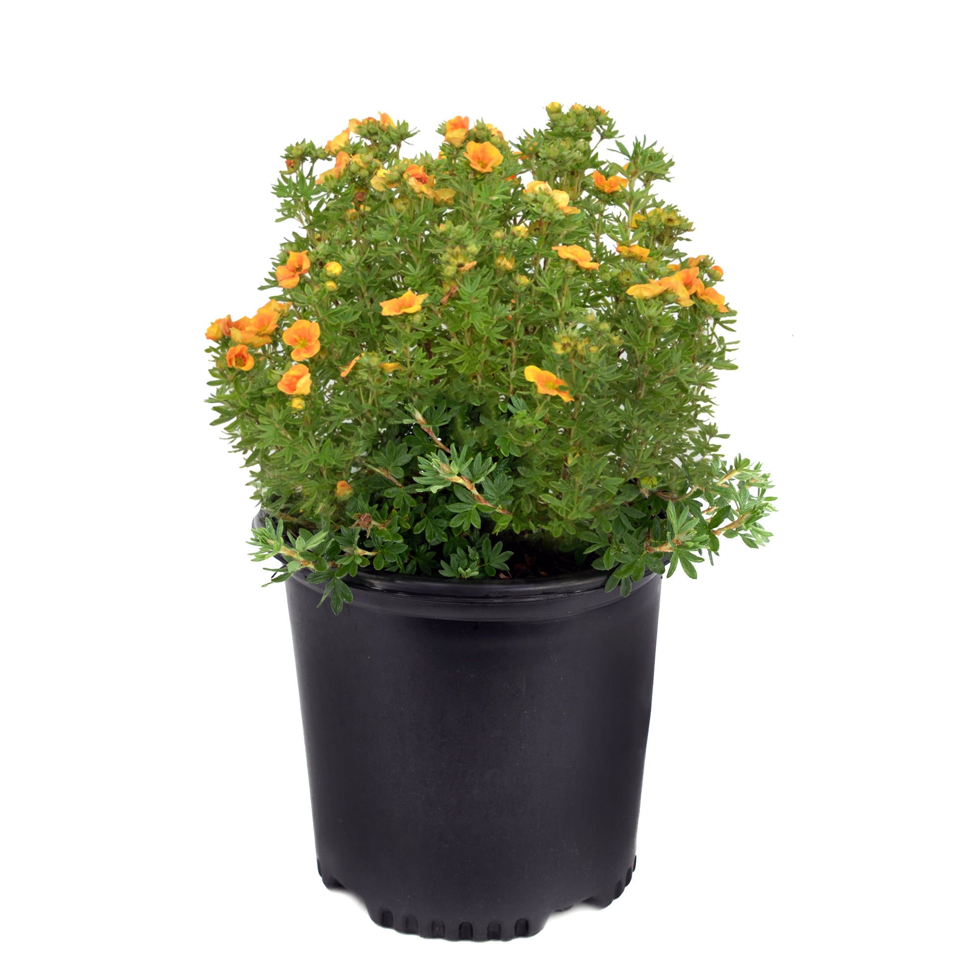 Potentilla (2 Gal)