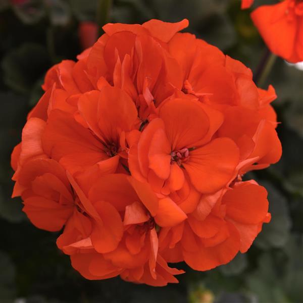 Geranium - Zonal (4" Pot)  5 Pack