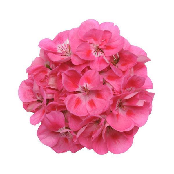 Geranium - Zonal (4" Pot)  5 Pack