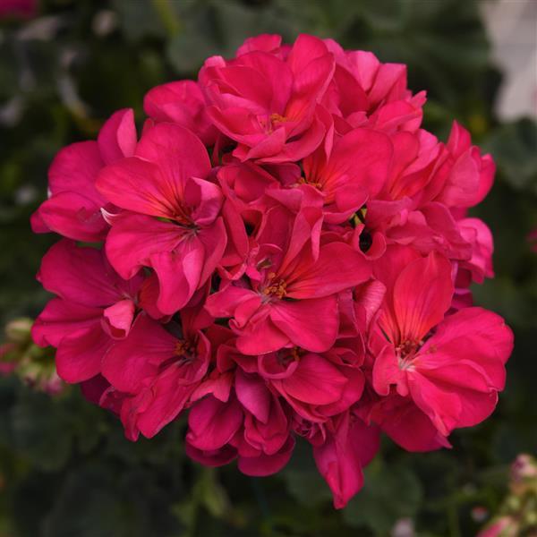 Geranium - Zonal (4" Pot)  5 Pack