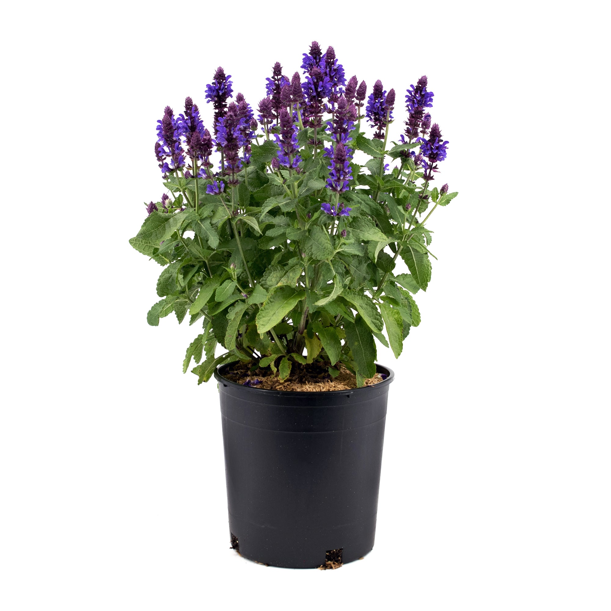 Salvia (2 Gal)