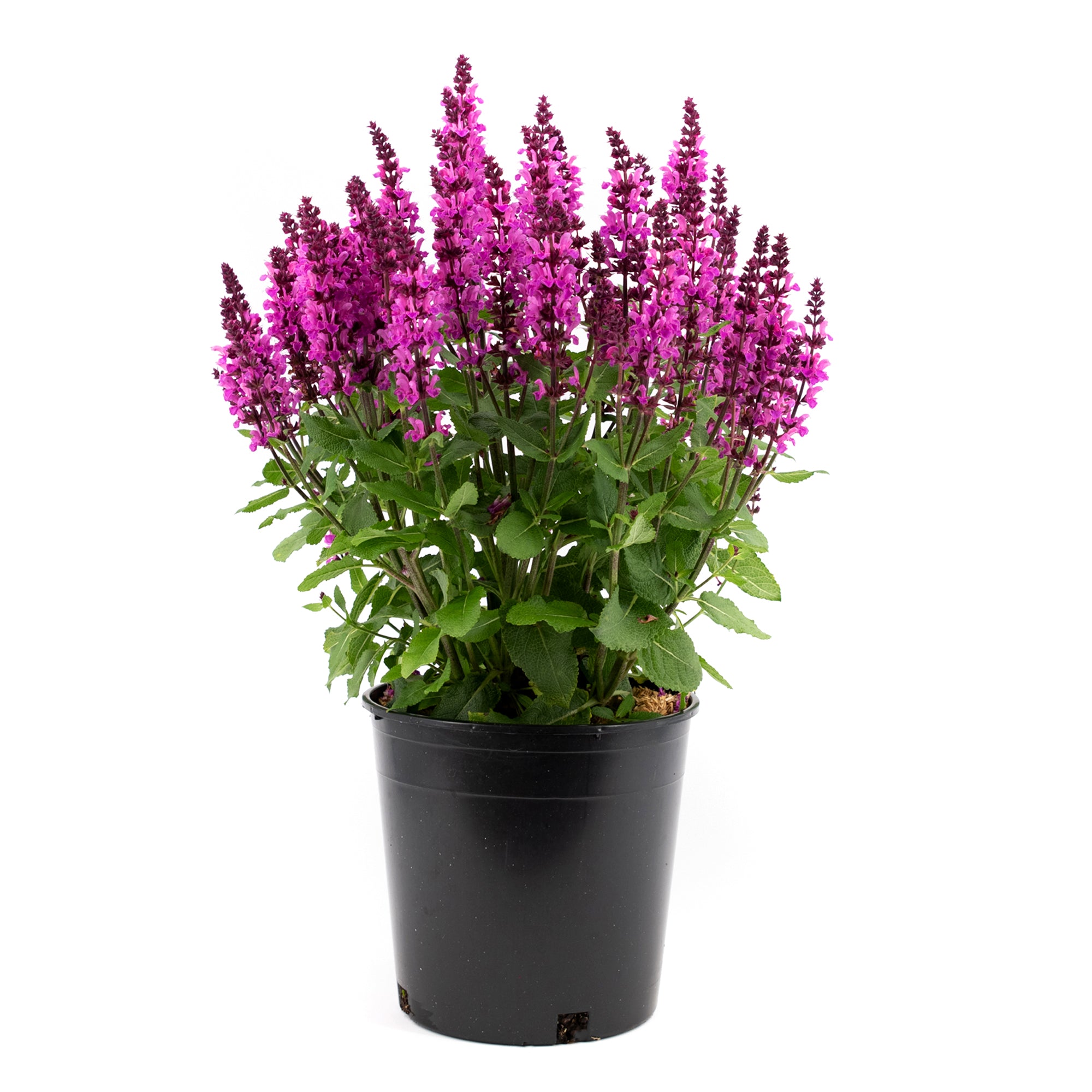 Salvia (2 Gal)