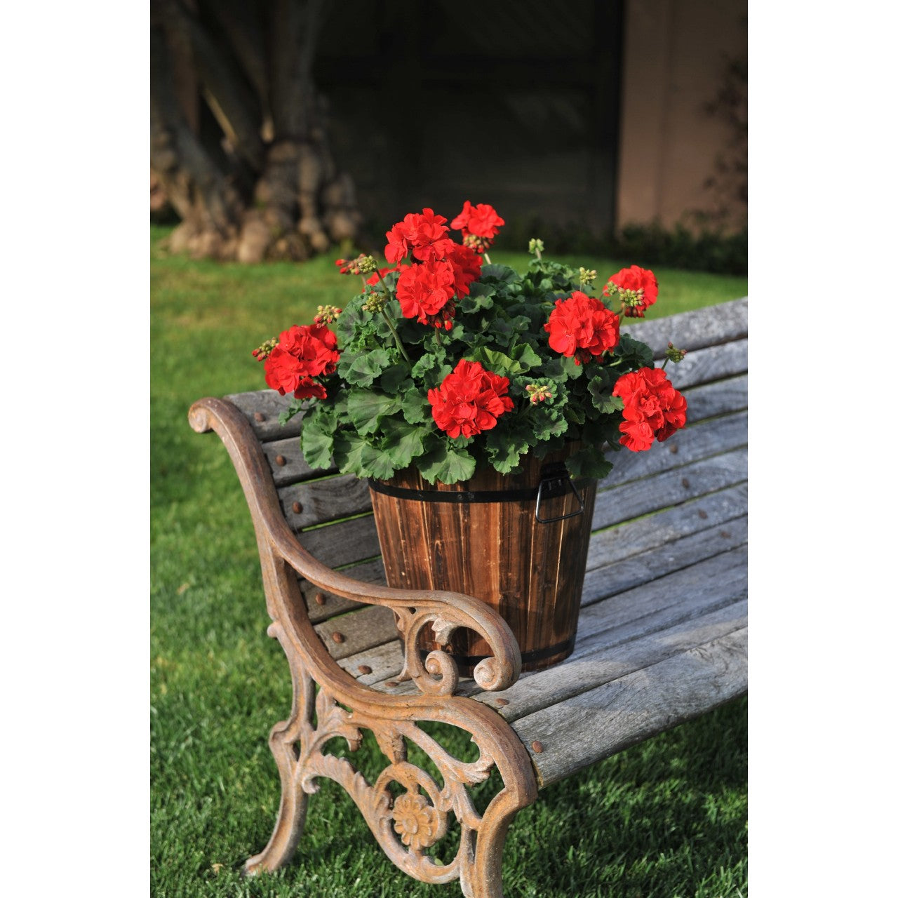 Geranium - Zonal (4" Pot)  5 Pack