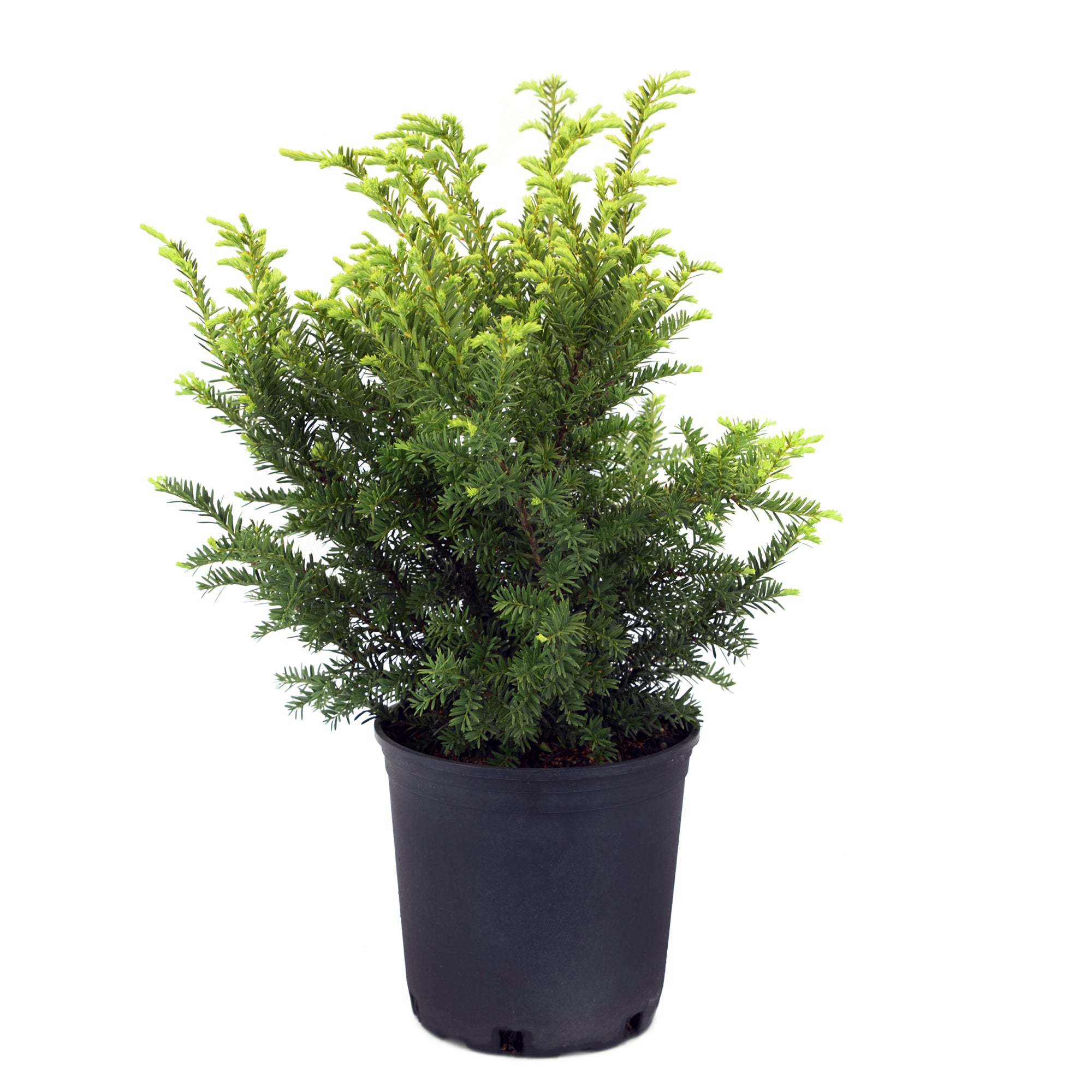 Yew Taxus (2 Gal)