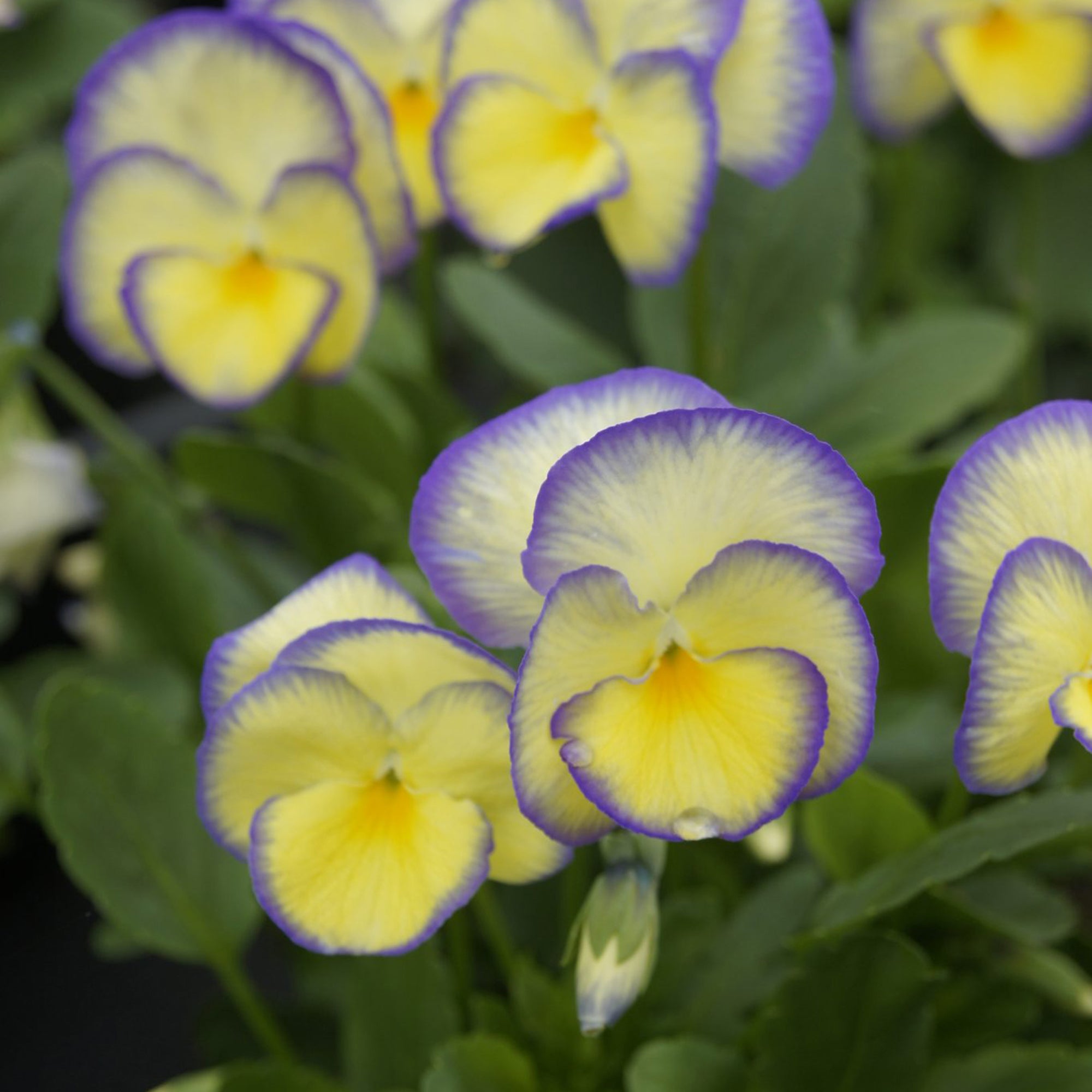 Viola (2 Gal)