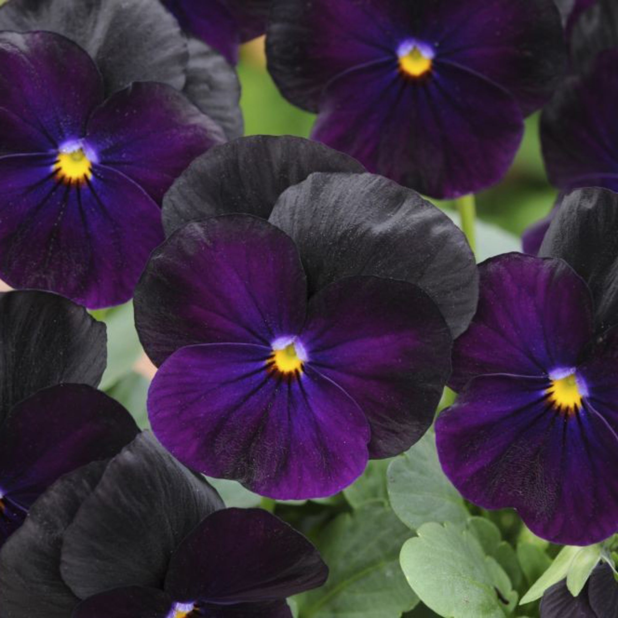 Viola (2 Gal)