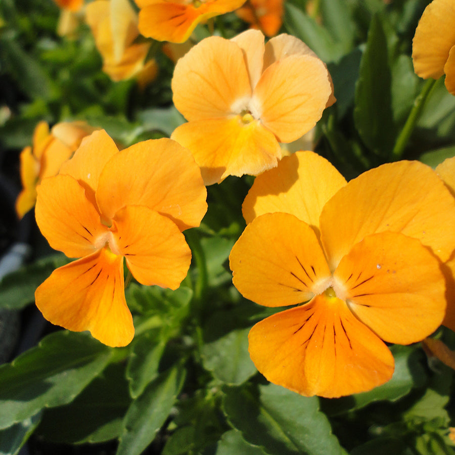 Viola (2 Gal)