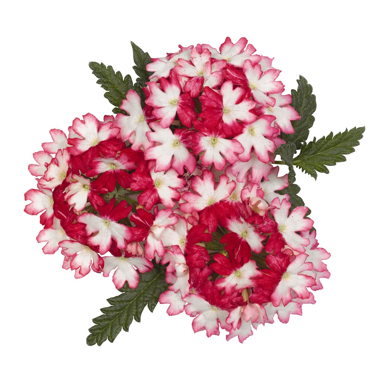 Verbena (4" Pot)  5 Pack