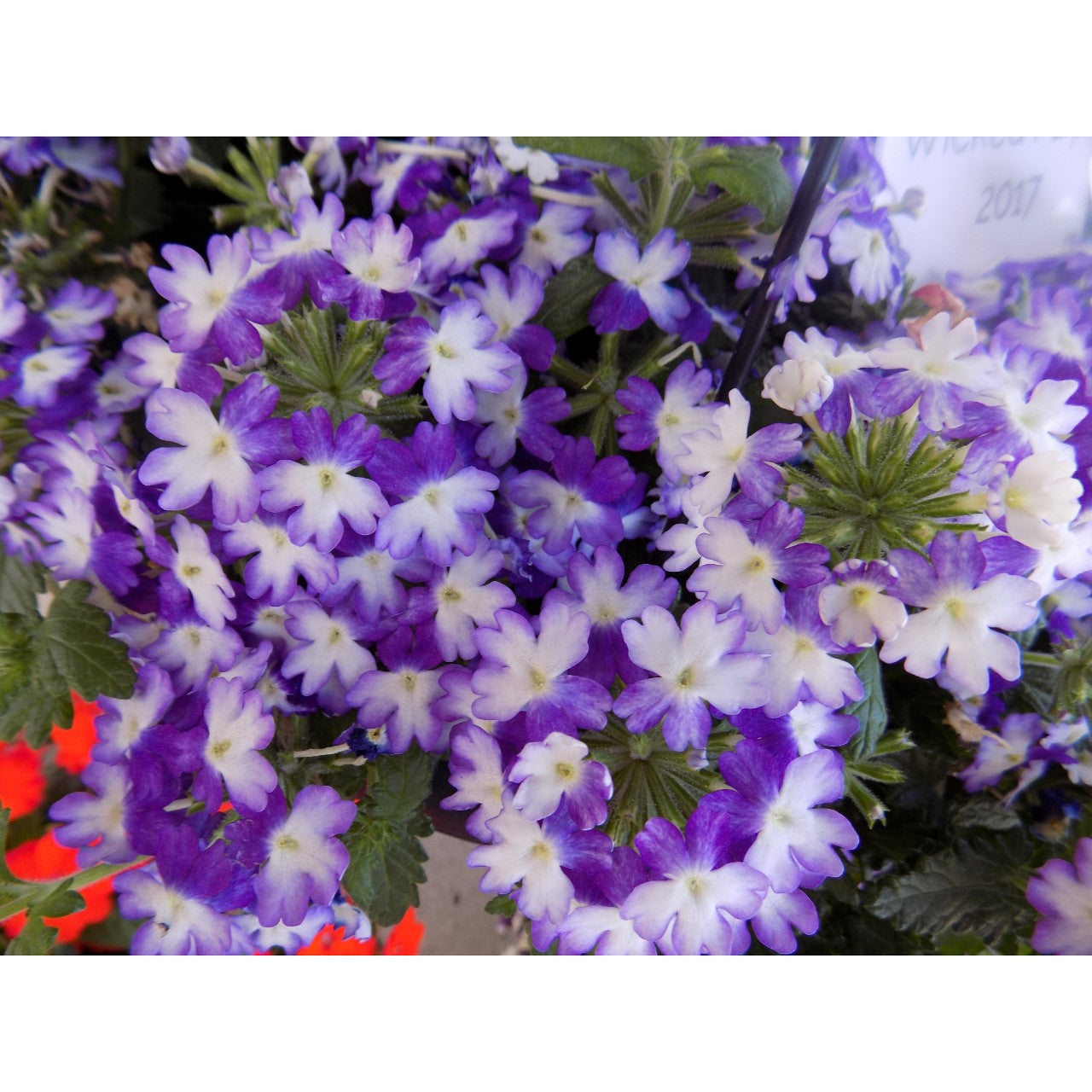 Verbena (4" Pot)  5 Pack