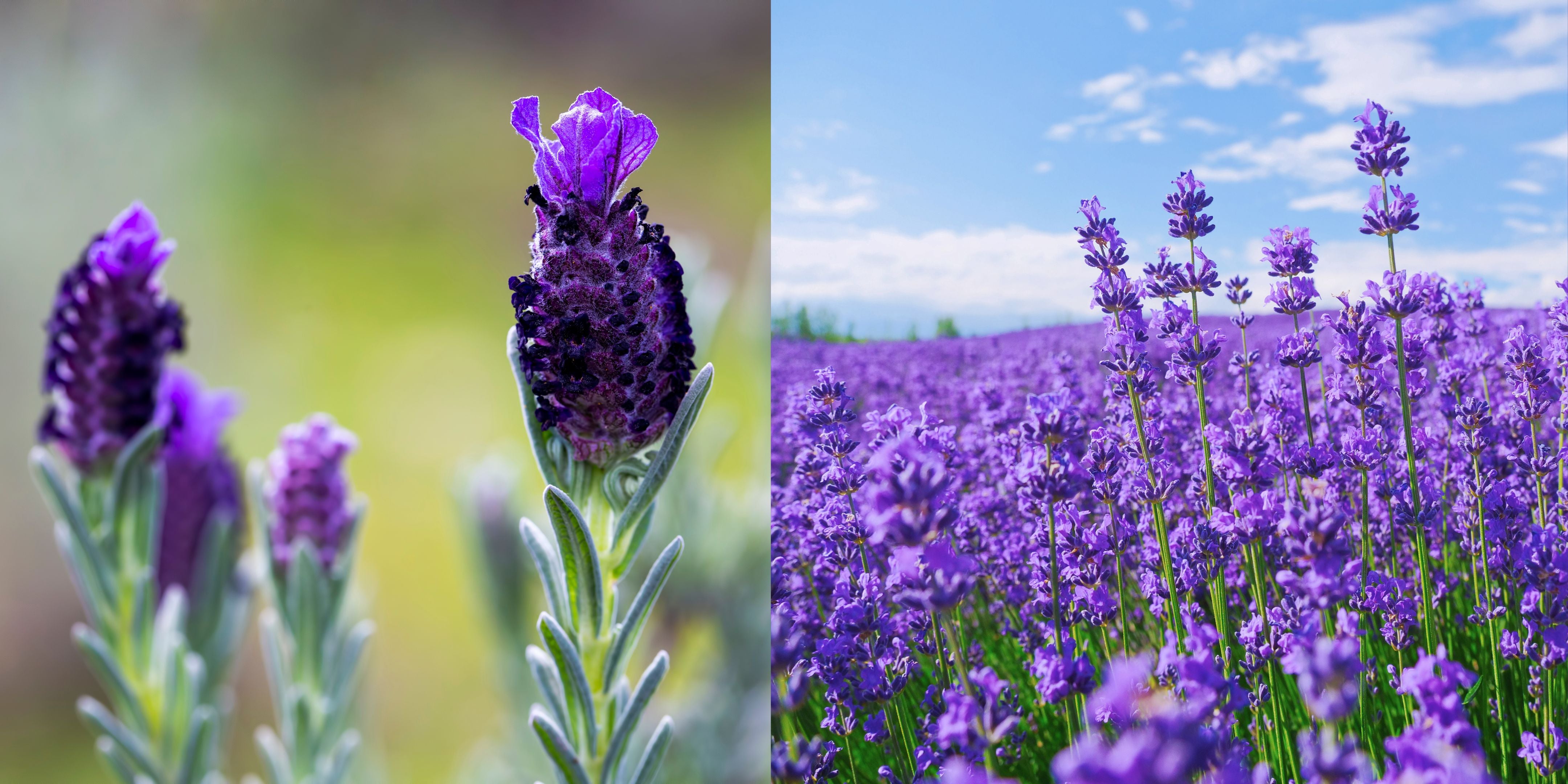 A Tale of Two Lavenders: Spanish vs. English Lavender Unveiled!