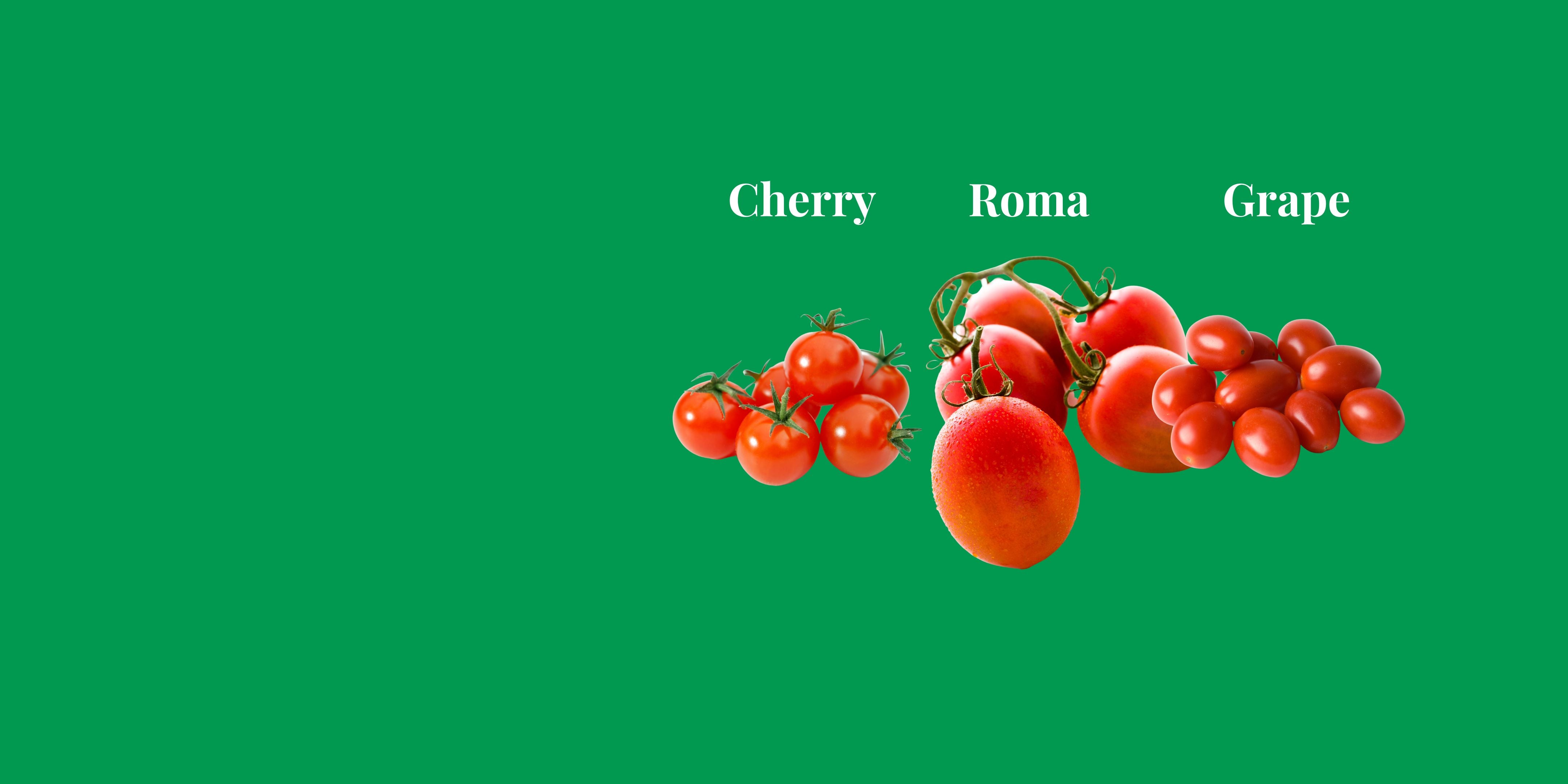 The Tomato Showdown: Cherry vs. Grape vs. Roma - Battle of the Juicy Titans!