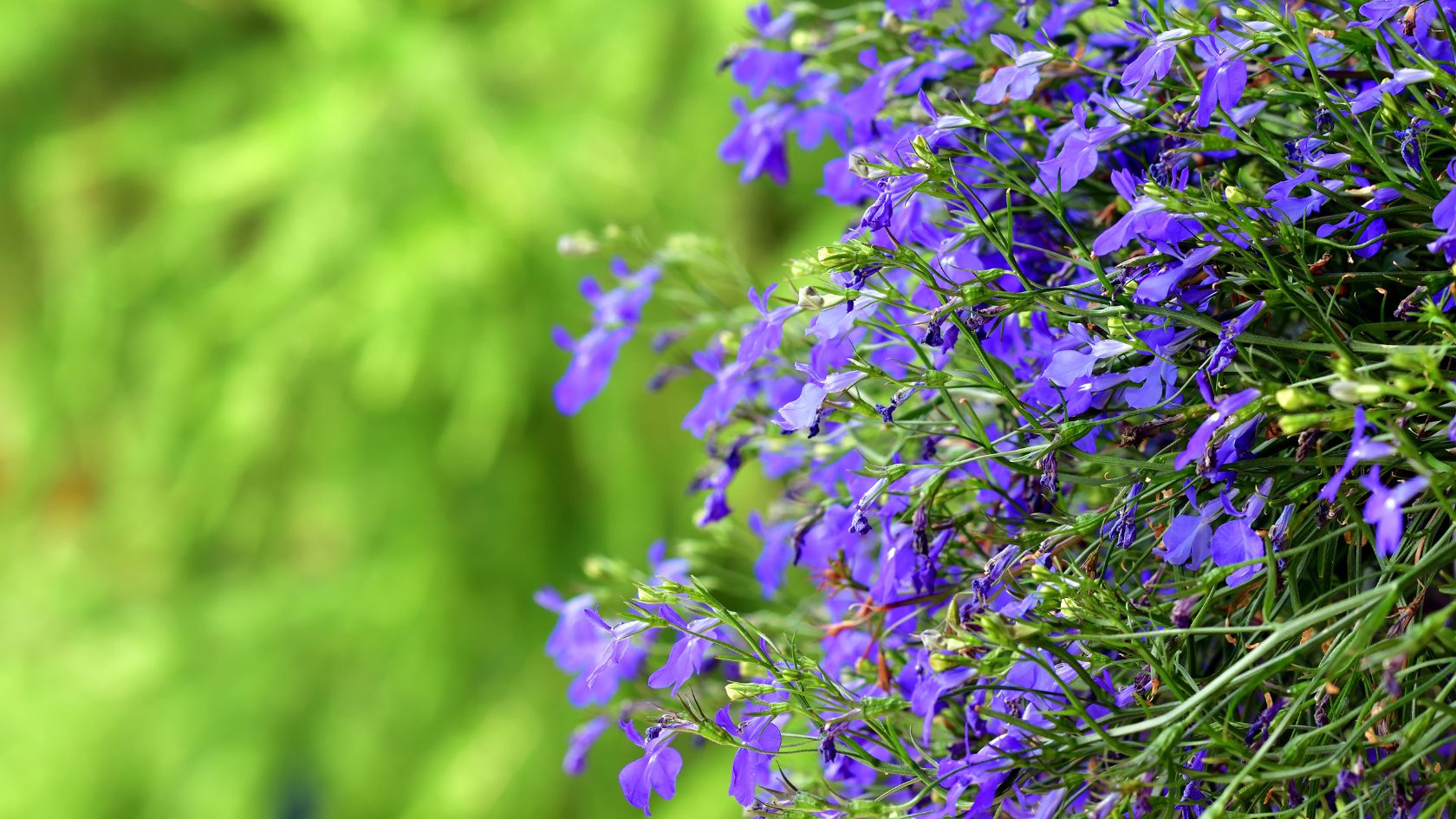 How to cultivate Beautiful Lobelia flowers