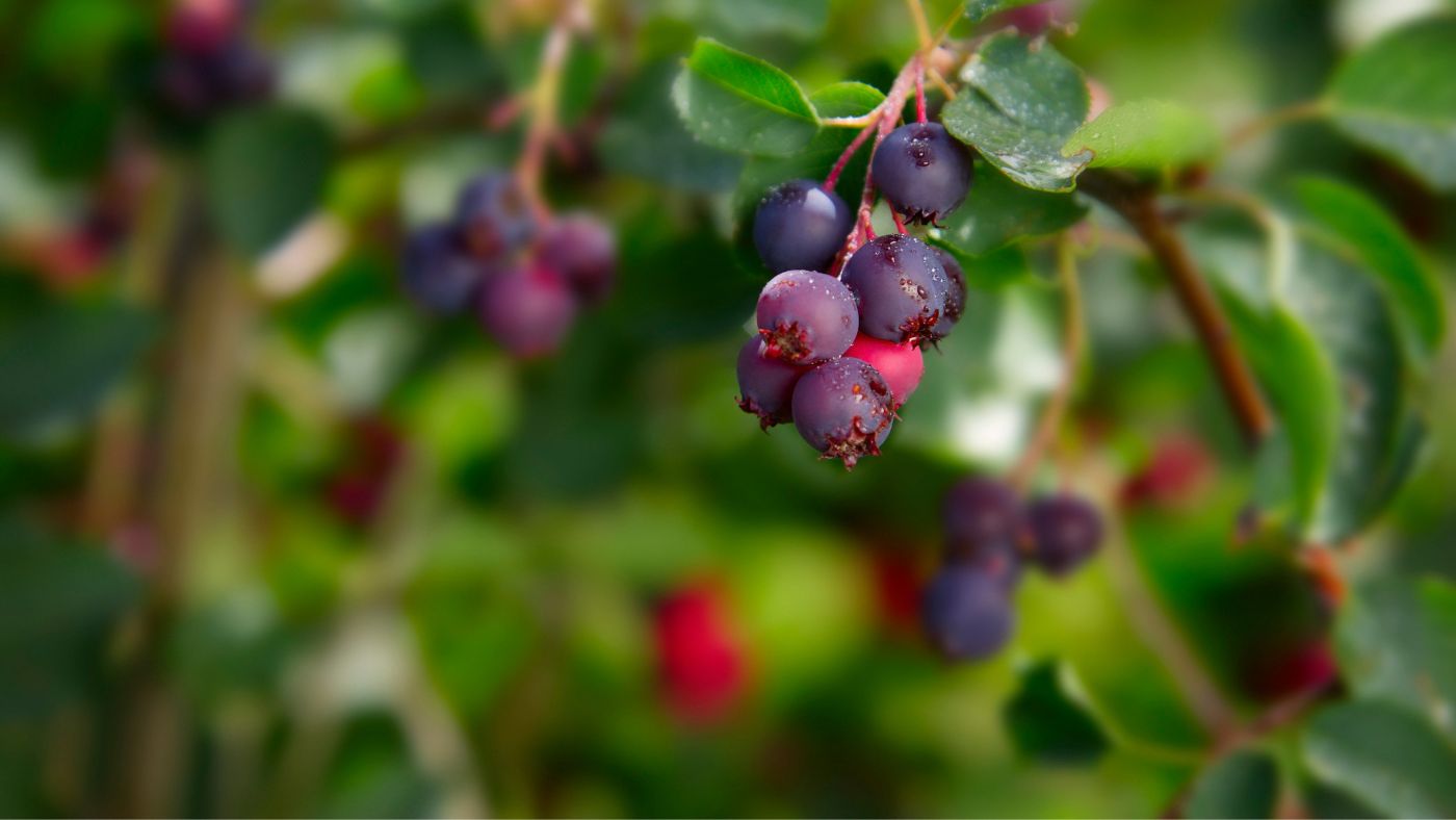 Essential Tips for Caring for a Saskatoon Berry Shrub in Alberta