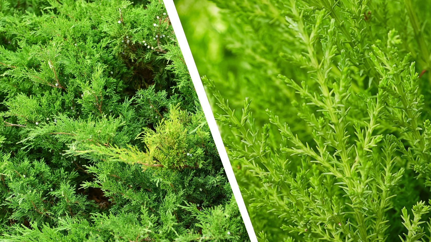 Juniper vs. Lemon Cypress - Evergreen Comparison and Care Tips