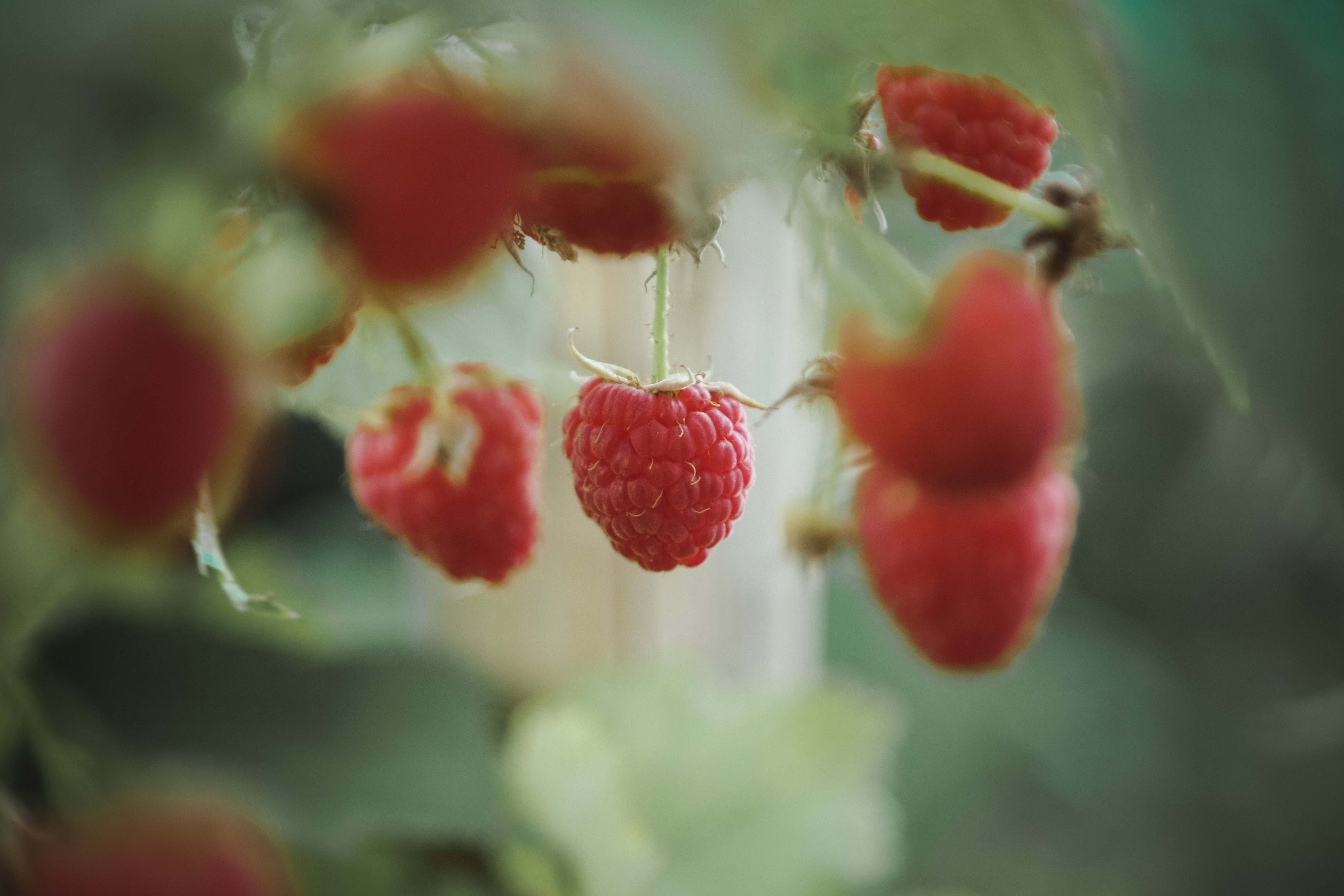 The Ultimate Guide to Caring for Raspberry Shrubs in Alberta