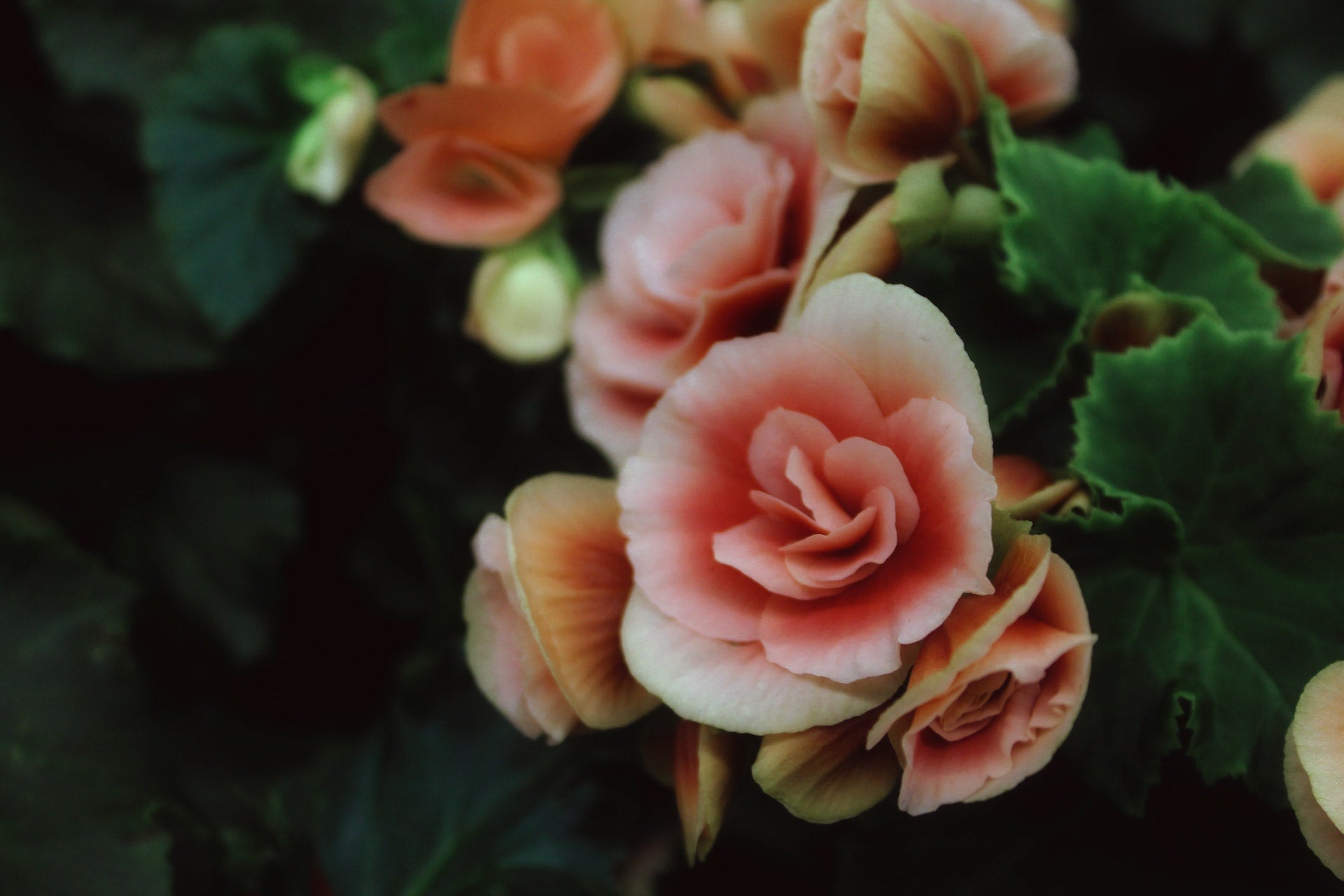 Non-Stop Begonias: A Guide to Continuous Blooms