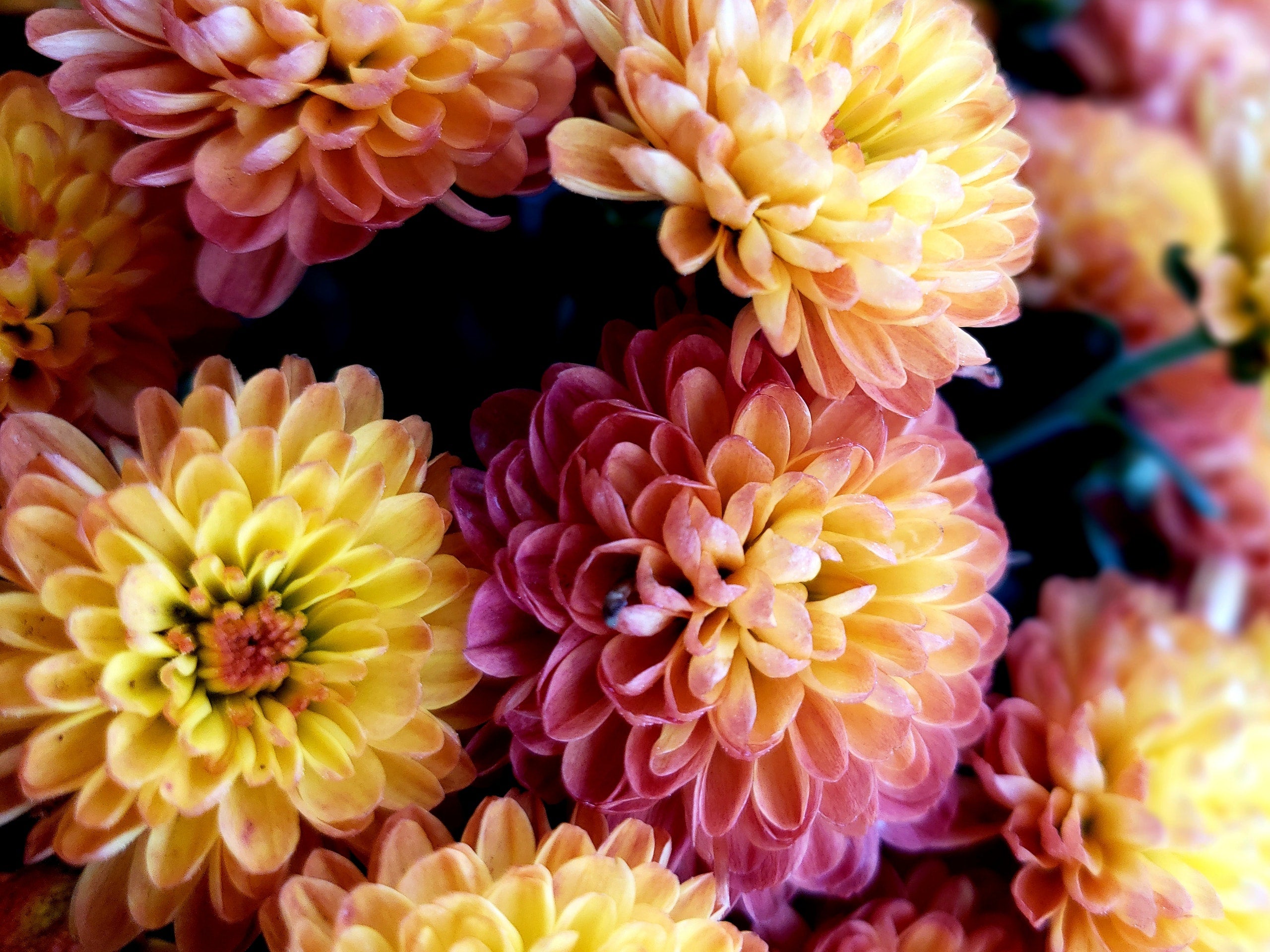 Help me with my Dahlia’s! Companion Plants to make sure I get the best flowers