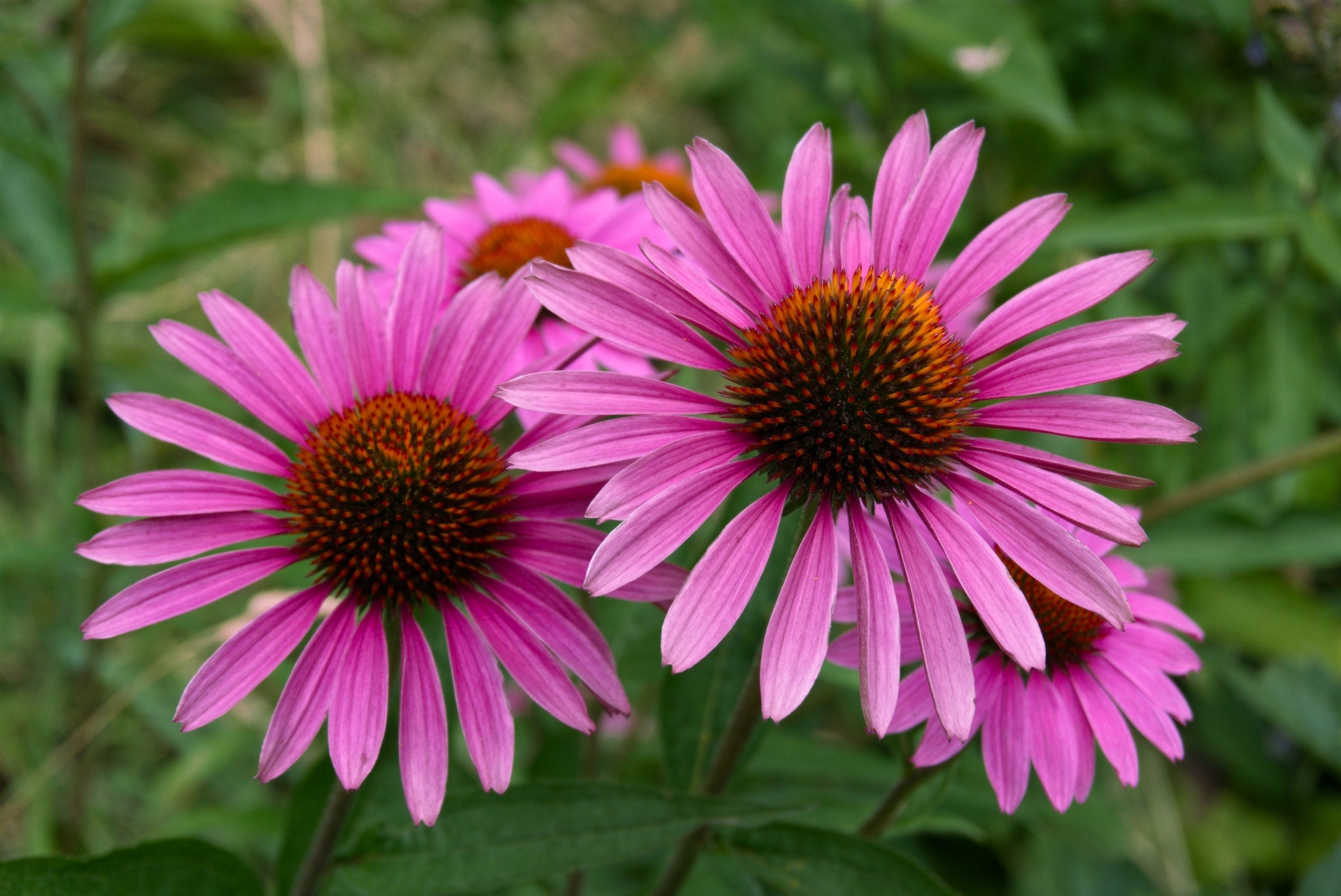 Embracing the Enchanting Echinacea: A Must-Have Addition to Your Garden