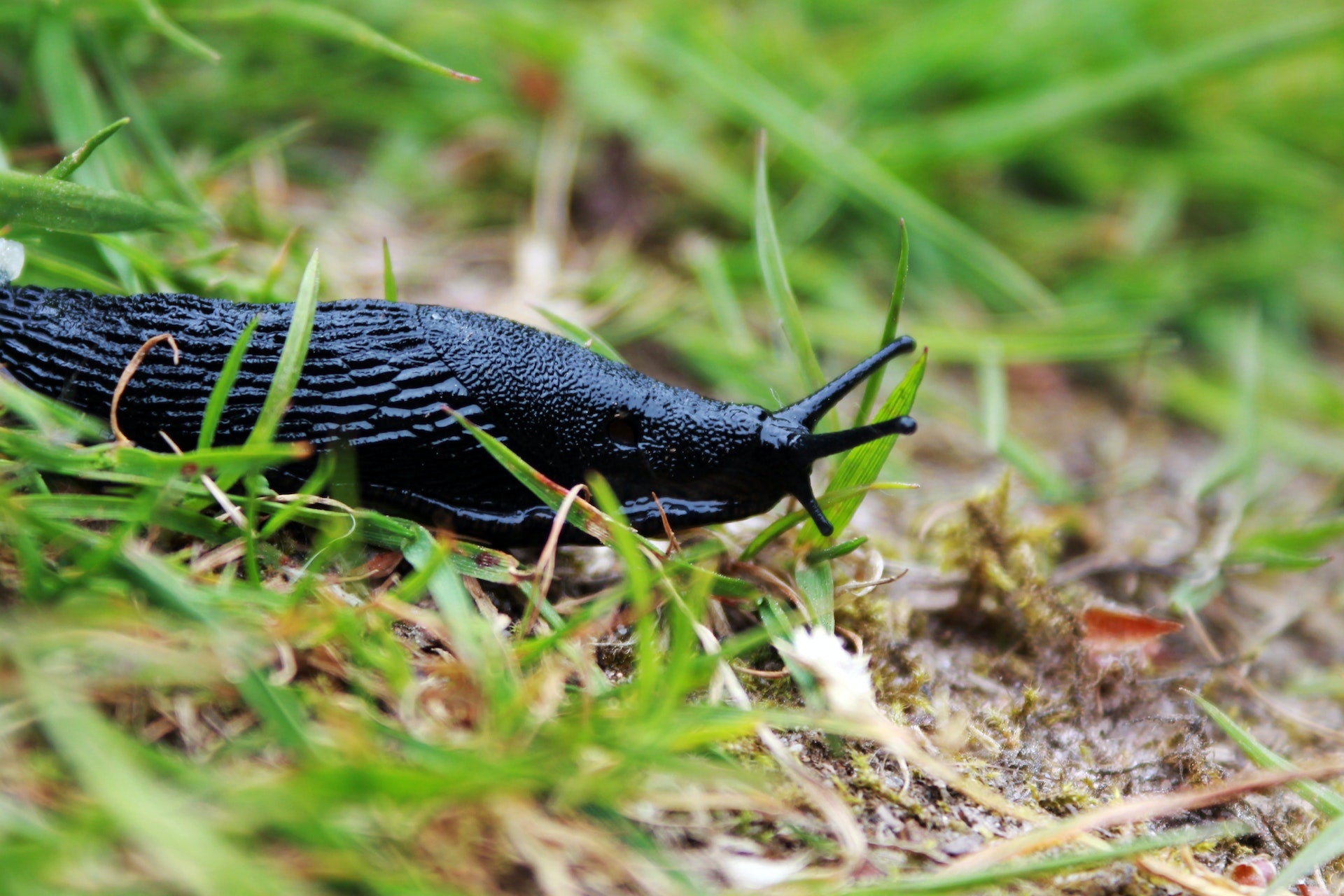 Most common garden pests